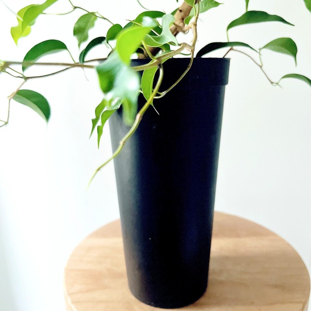 フィカス ウィアンディ 曲がり幹 観葉植物 calm cafe