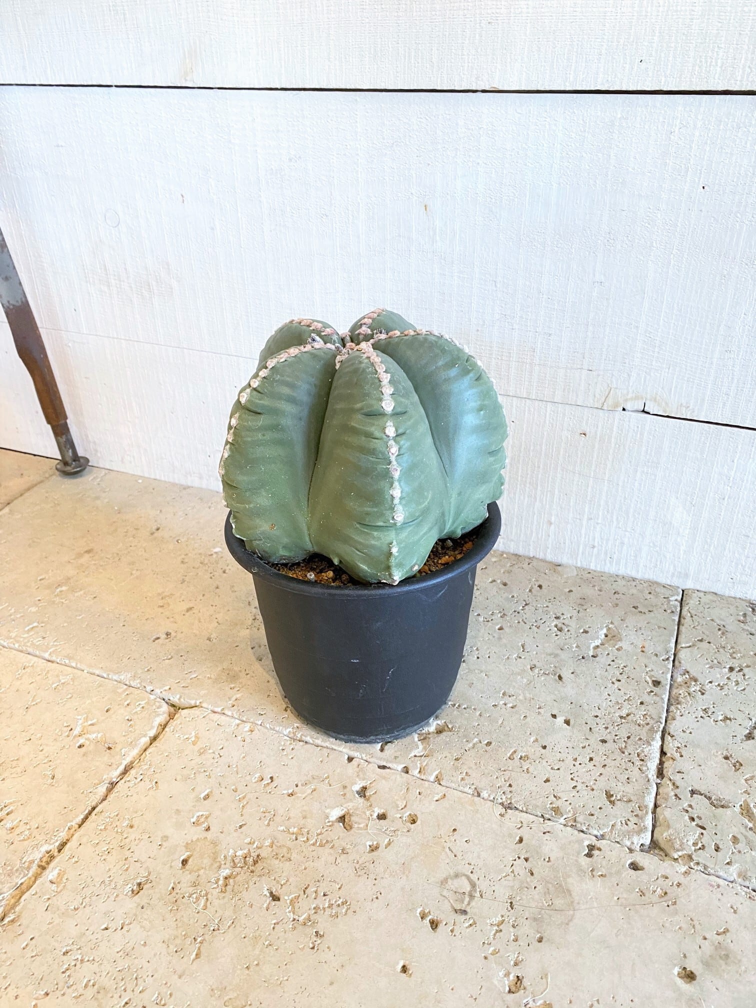 サボテン ランポー玉 ※5号鉢サイズ | Botanical56