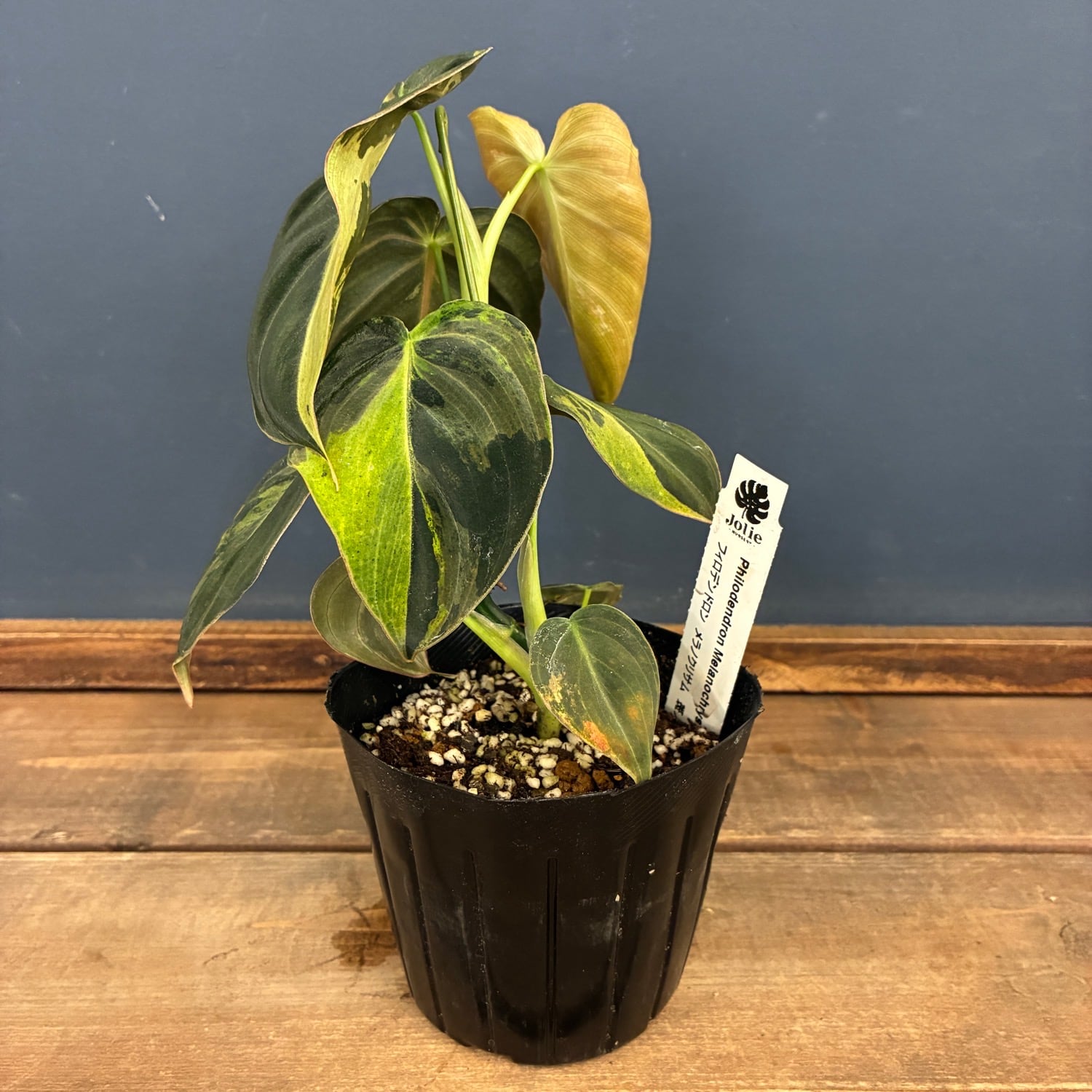 JN】フィロデンドロン メラノクリサム 斑入り【565】 | PROTOLEAF