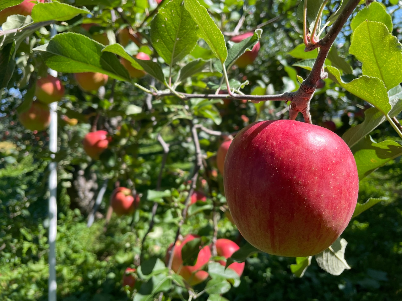 馬糞を活用して栽培したUMAPPLE2kg ※東日本の引退馬