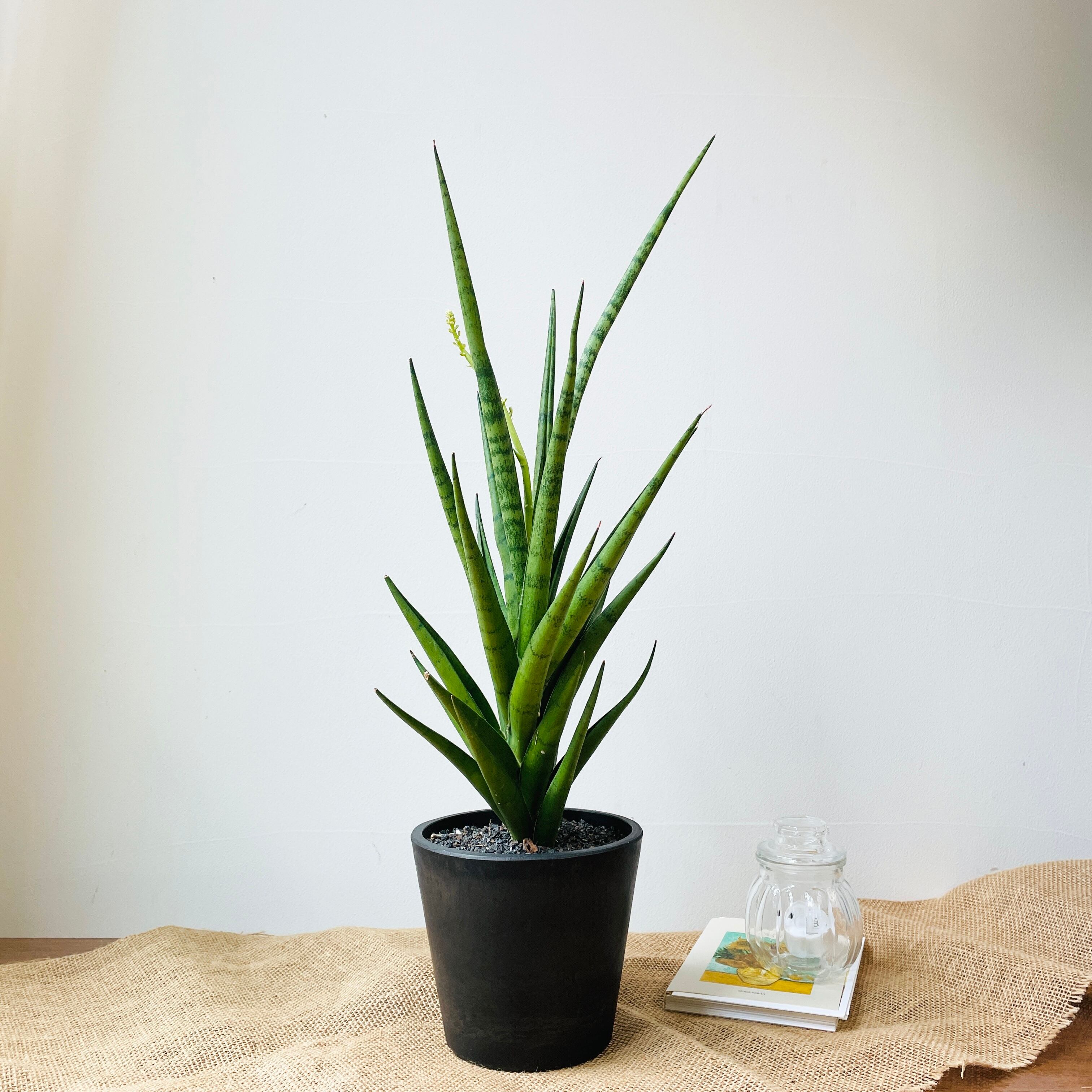 多肉植物 サンスベリア フランシシー 一点もの 現品発送 Borle Plants ボーレ プランツ