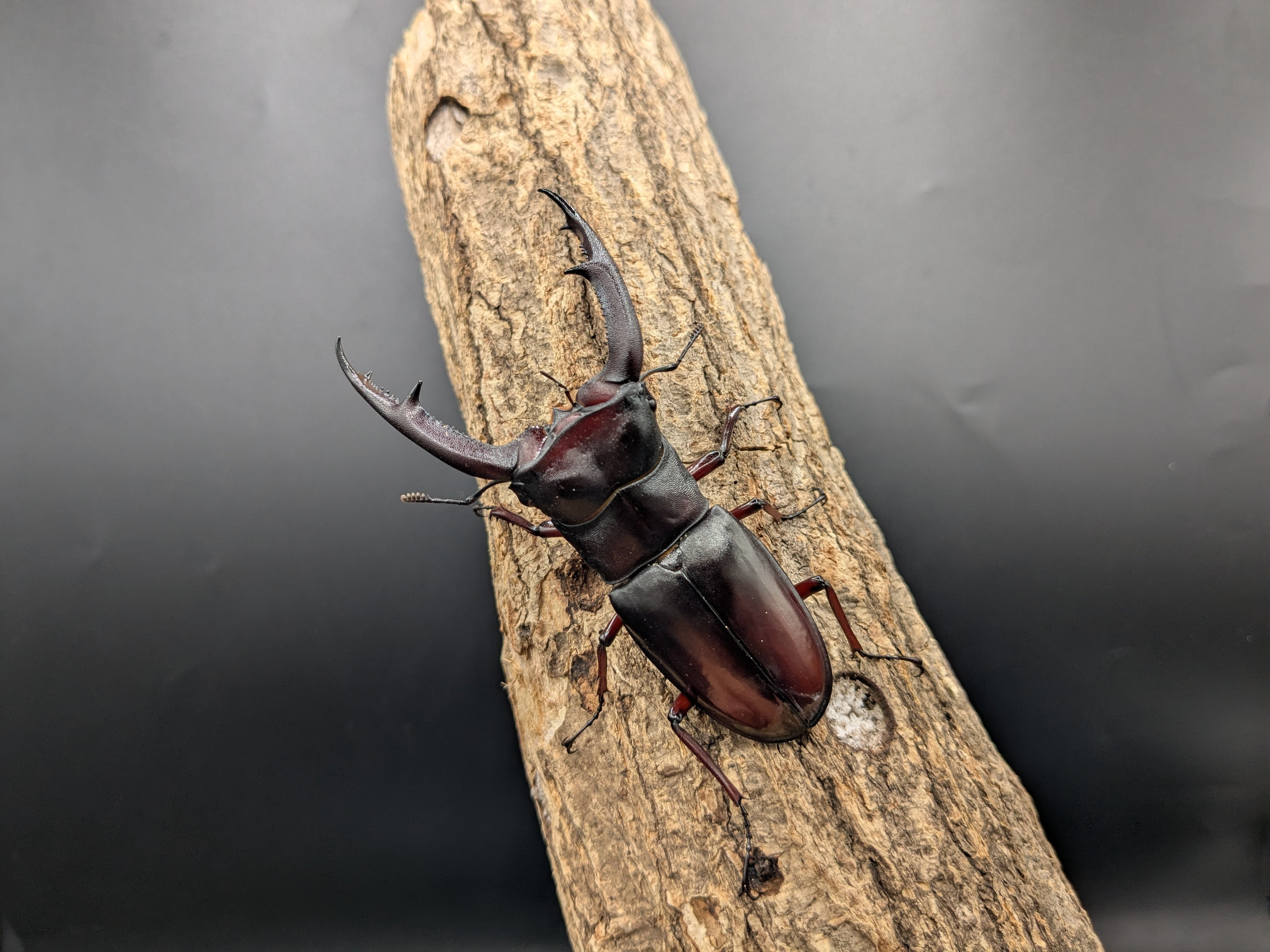 平田　ギラファノコギリクワガタ　カプセル版&オンライン版 アニア AS－40 ギラファノコギリクワガタ | 玩具卸売 カワダ