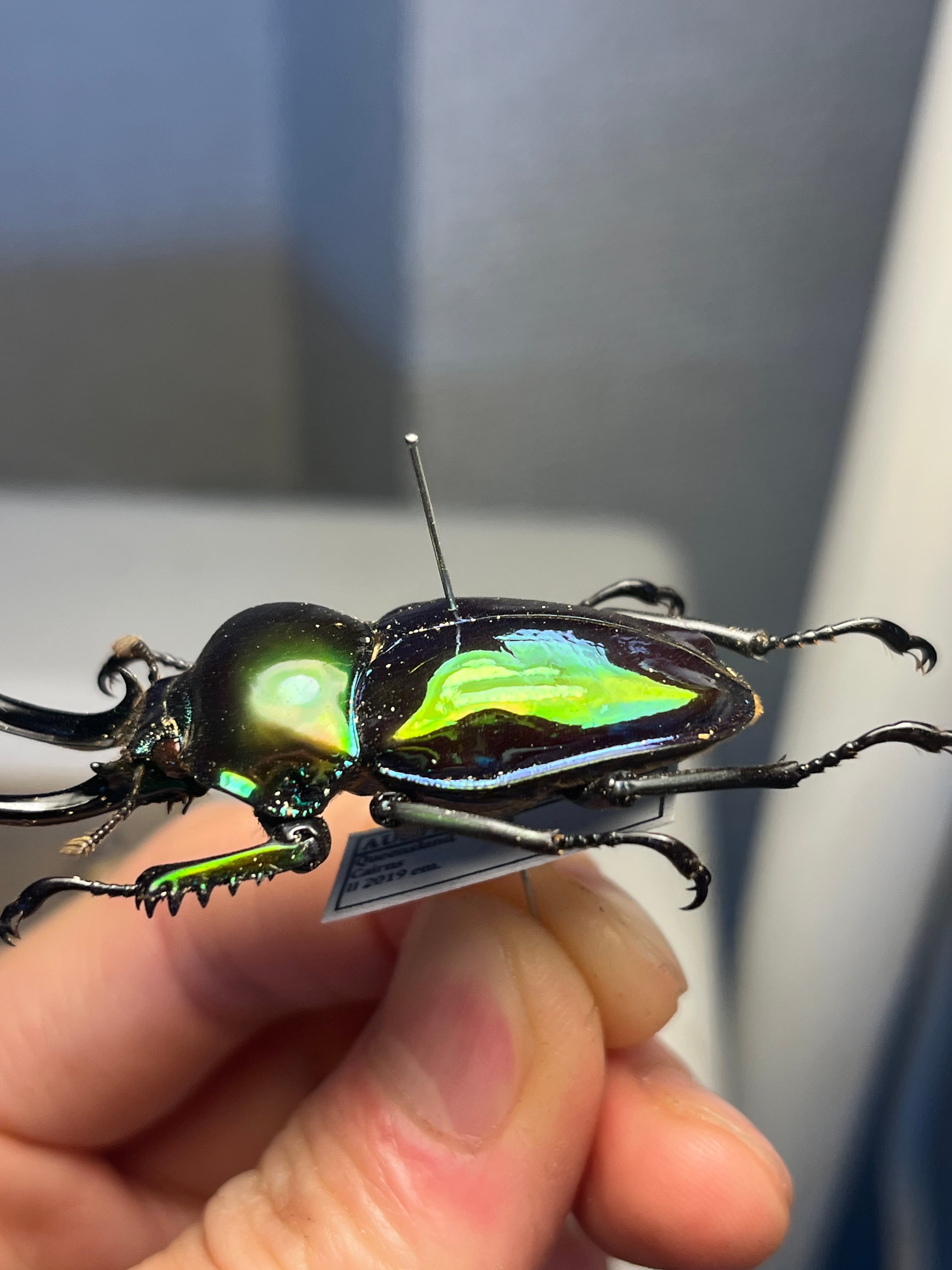 標本】ニジイロクワガタ オウゴンオニクワガタ ピカール血統 エラフス