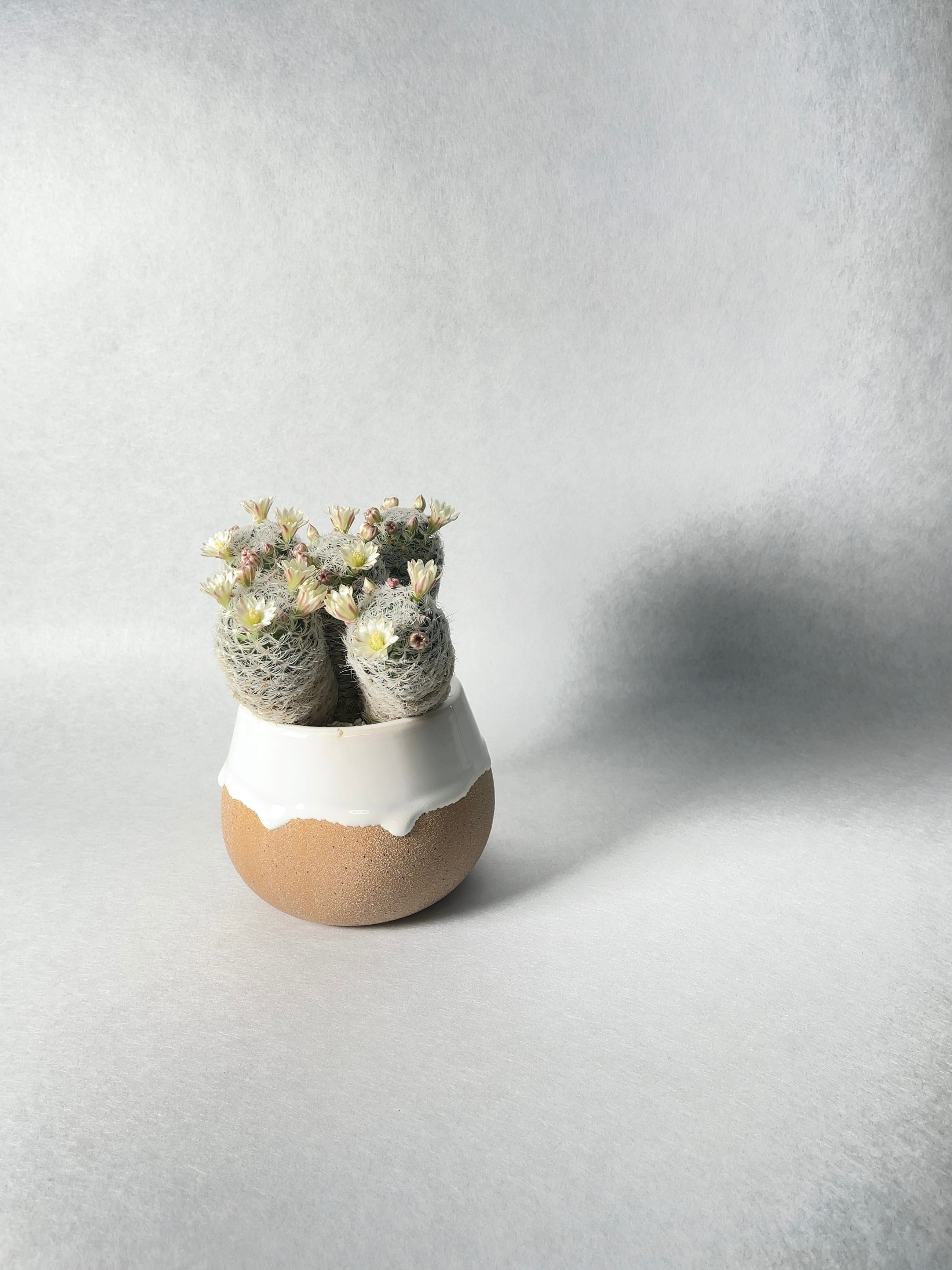 マミラリア・デュエイ | trigger