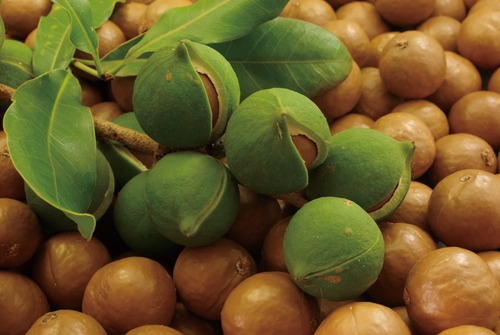 有機栽培マカダミアナッツオイル 150ml×２の商品画像3