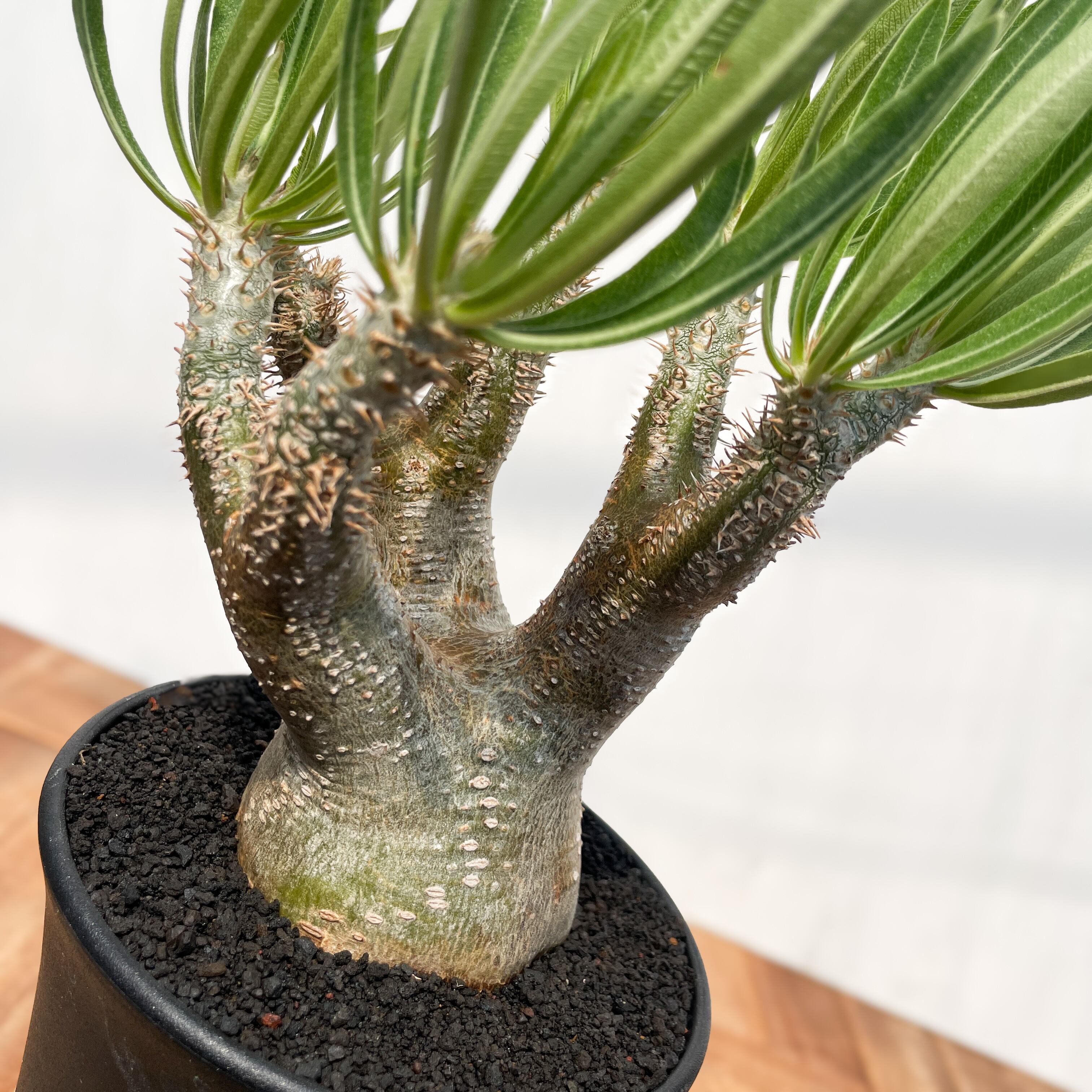 Pachypodium rosulatum var. inopinatum 【パキポディウム