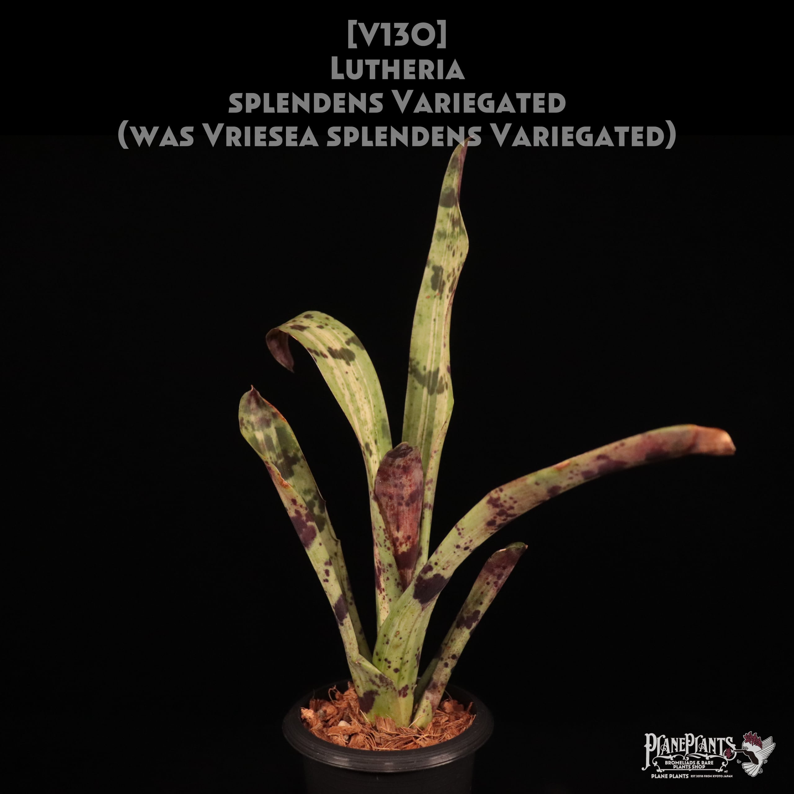 Vriesea | plane plants