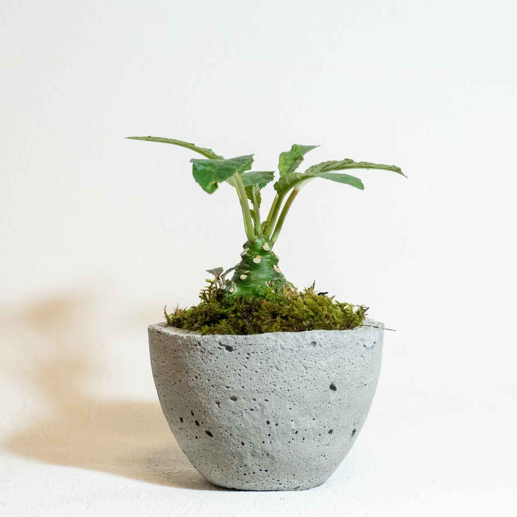手のひらサイズの観葉植物 ドルステニア フォエチダ 苔の鉢植え シンプルなモルタル鉢 全国一律送料650円 アトモスフィア 自作の鉢 を使った観葉植物や多肉植物 塊根植物などの通販
