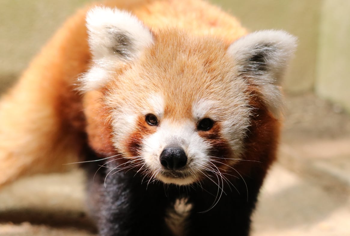 レッサーパンダ オリジナル ポストカード10枚セット | 熱川バナナワニ