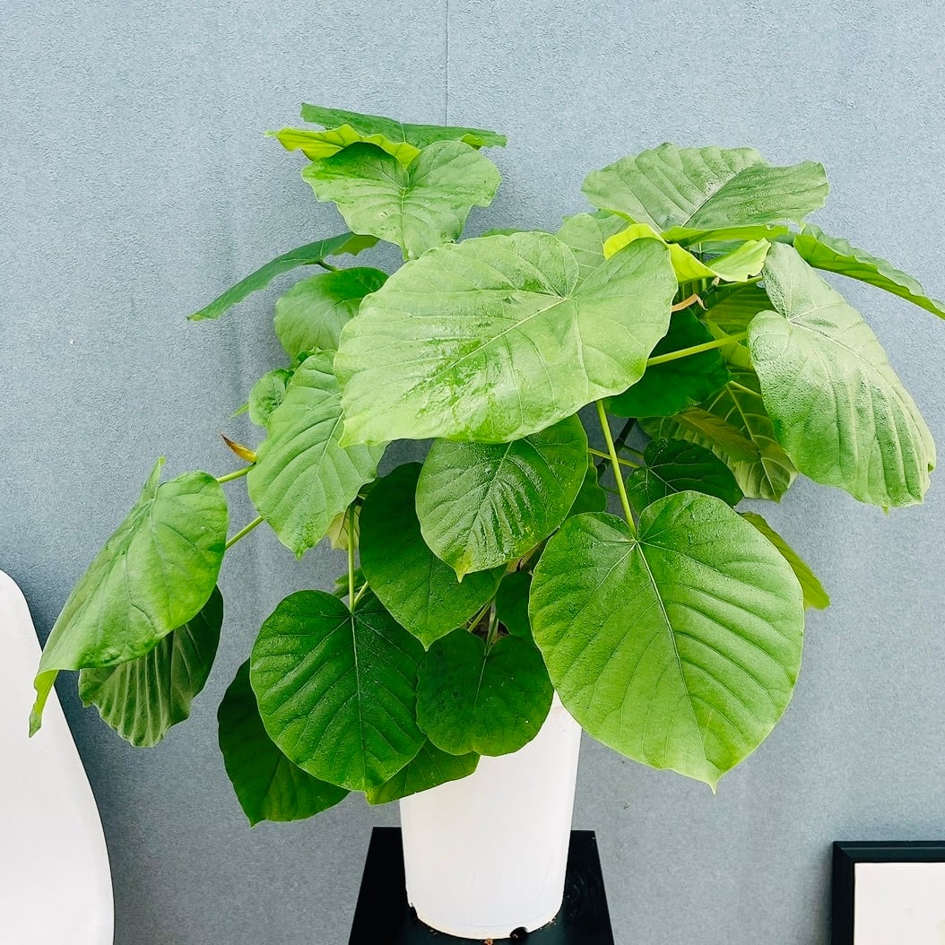 現品］1番 フィカス ウンベラータ 曲がり 7号 観葉植物 室内 ゴムの木