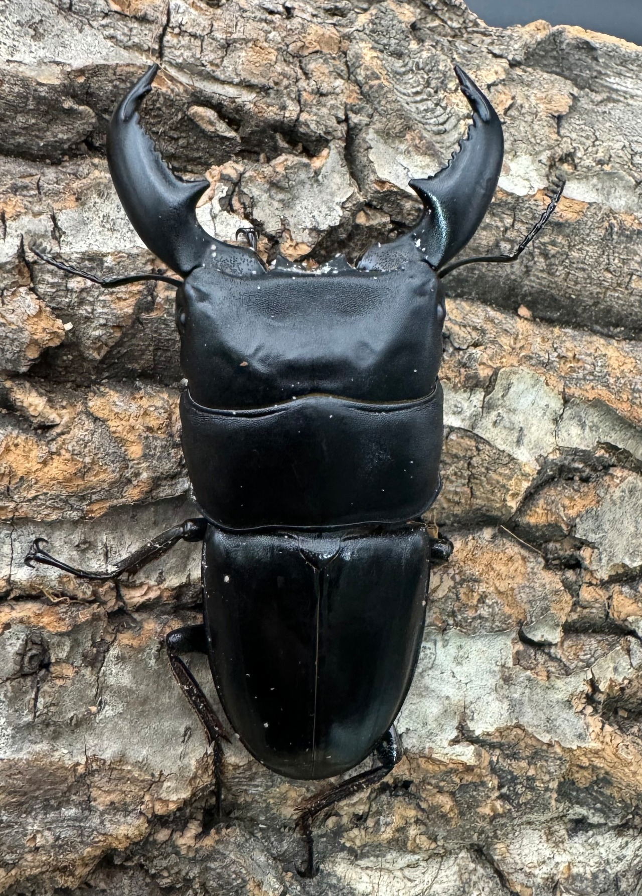 【WD】《スマトラオオヒラタ アチェ産 80mm ペア》