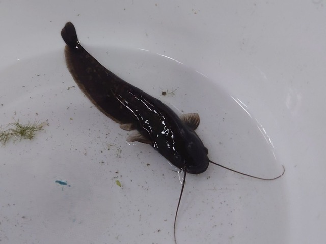 【日本最大ナマズ】ビワコオオナマズ  幼魚