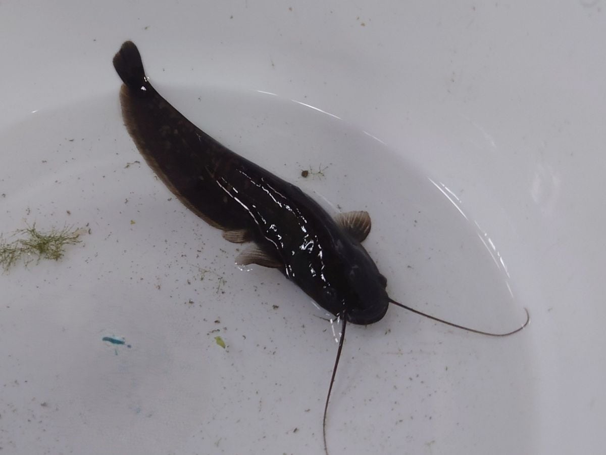 【日本最大ナマズ】ビワコオオナマズ 幼魚
