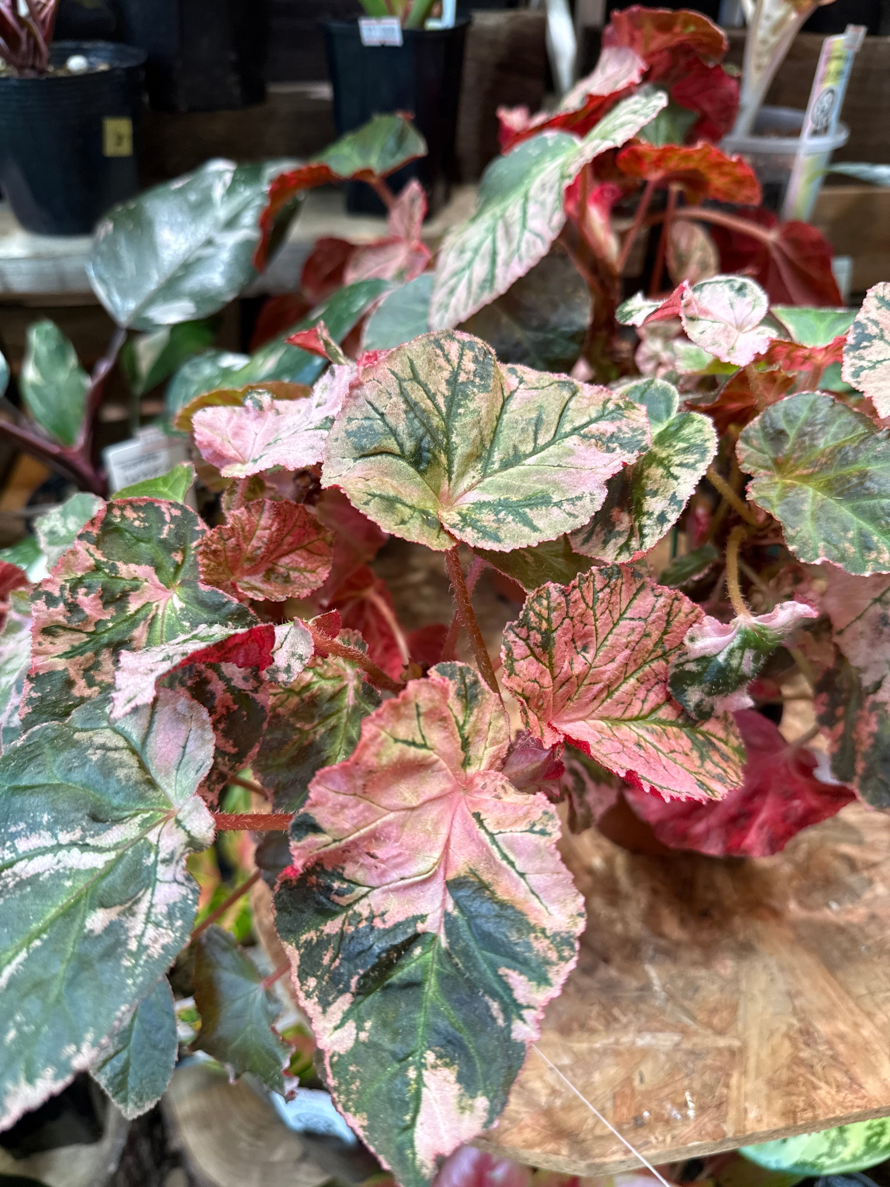 ベゴニア・ペペロミアなど | Gardenえん 【観葉熱帯植物】