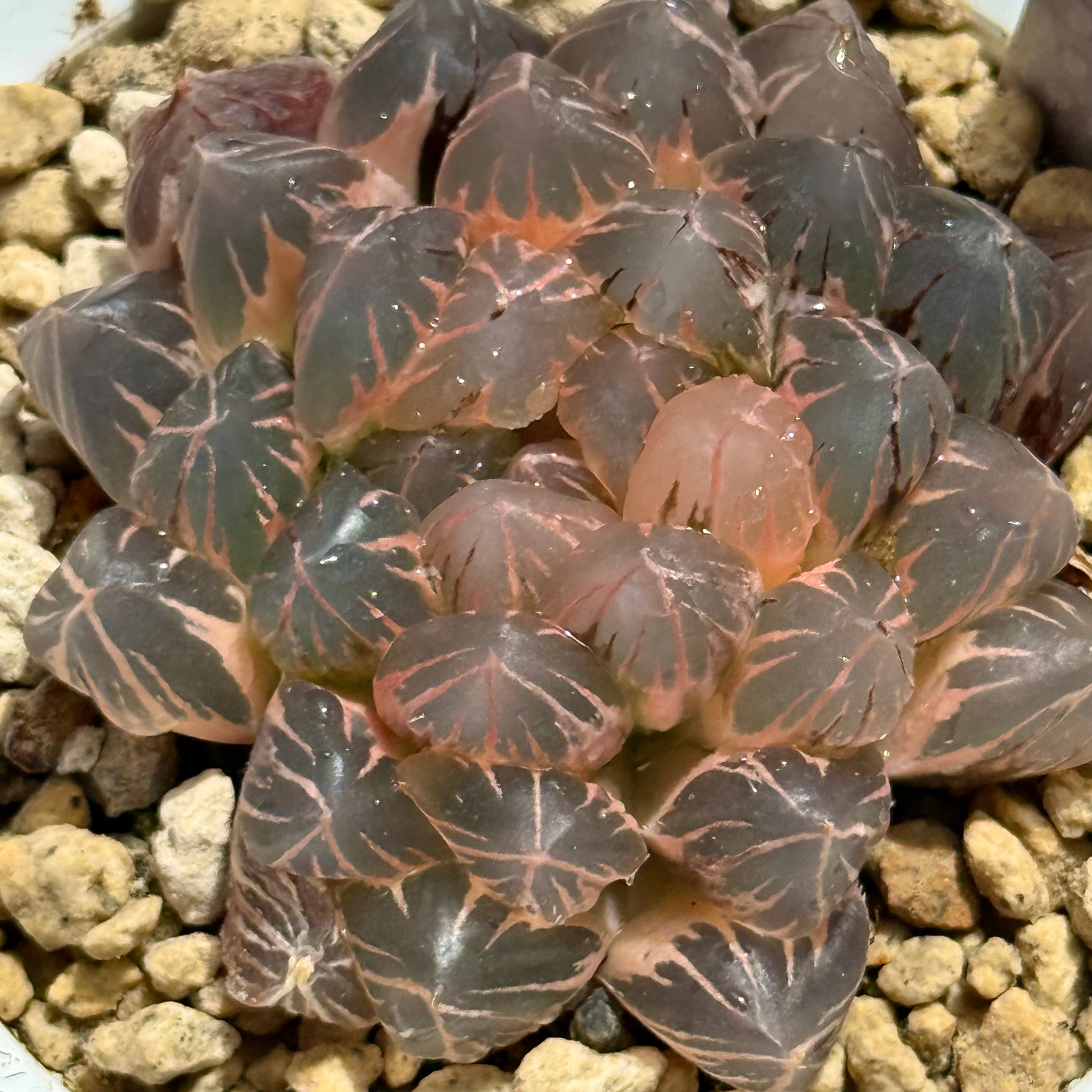 紫王オブツーサ錦 B157 糊斑超美株 | 珍しいハオ楽園