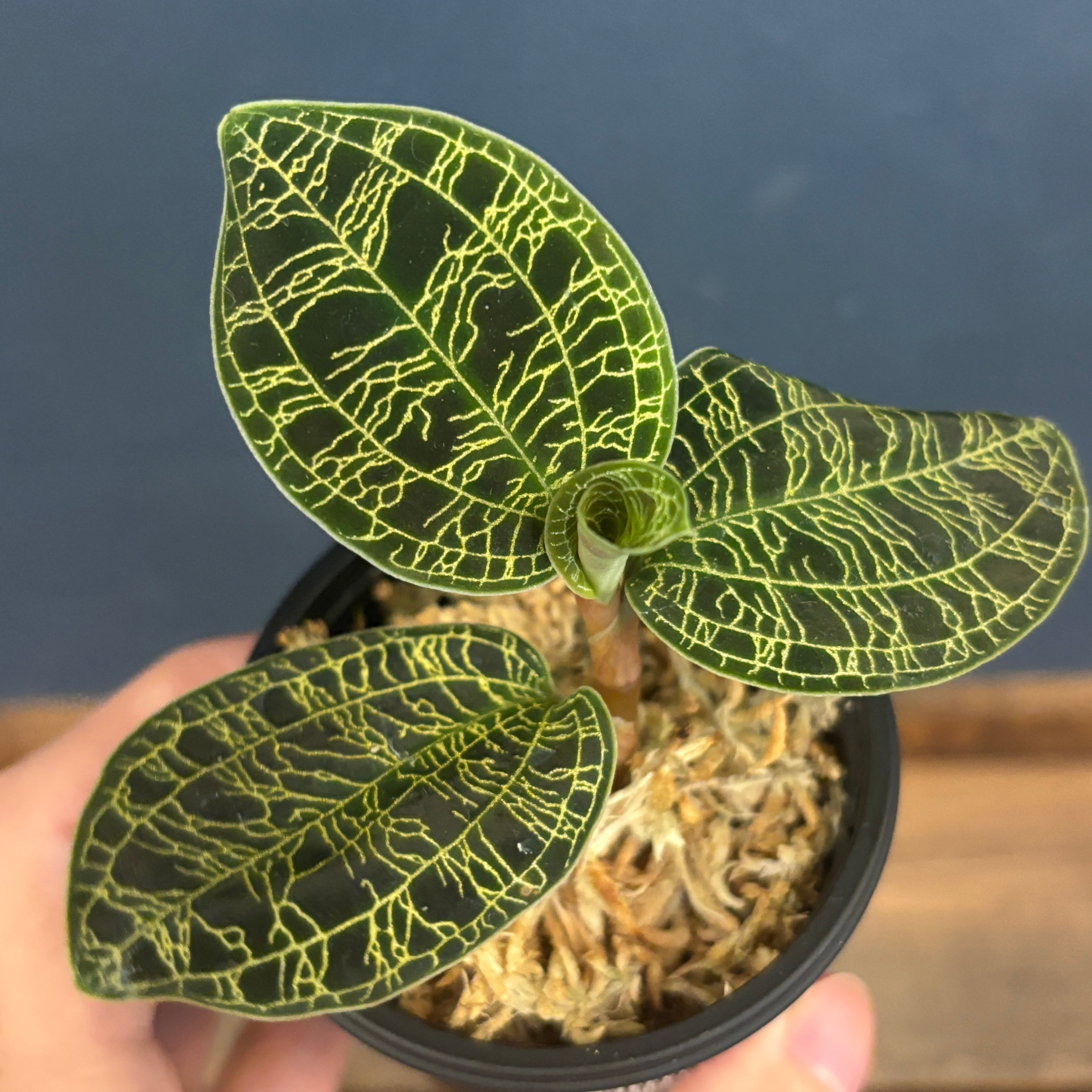 ジュエルオーキッド マコデスペトラ【772】