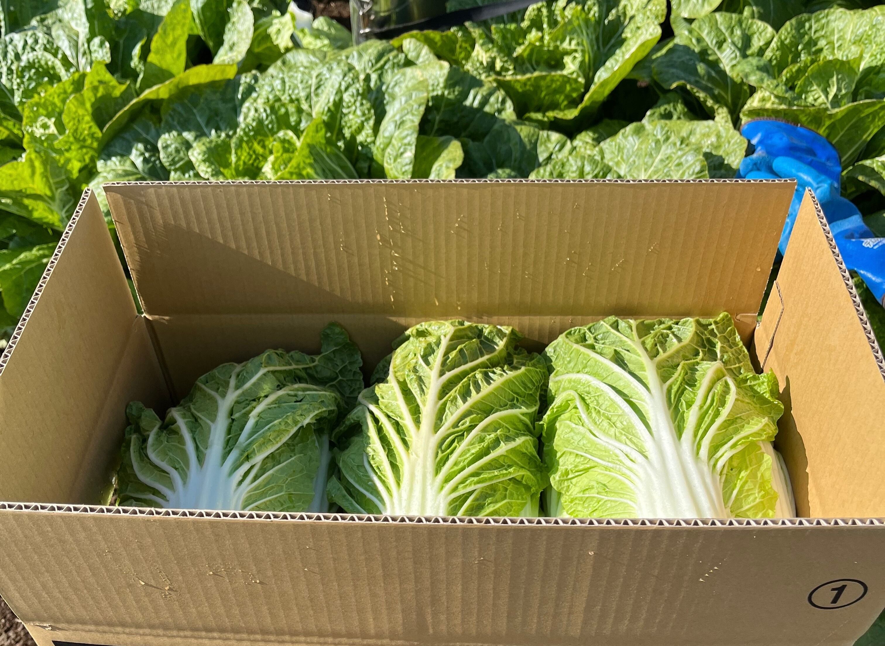 長野県産白菜 1箱12kg | Cocoagu