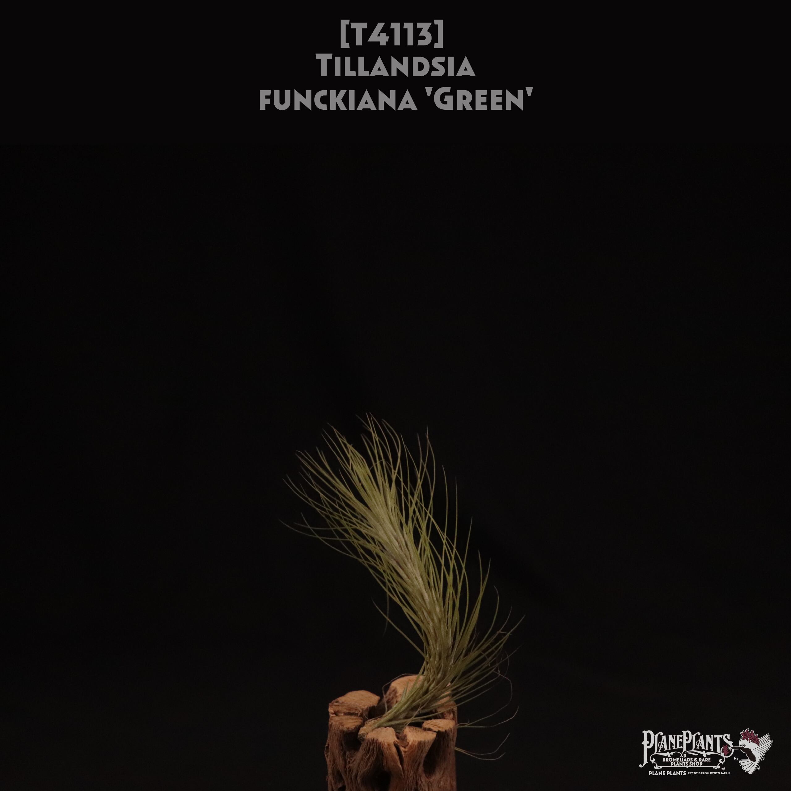【送料無料】funckiana 'Green'〔エアプランツ〕現品発送T4113