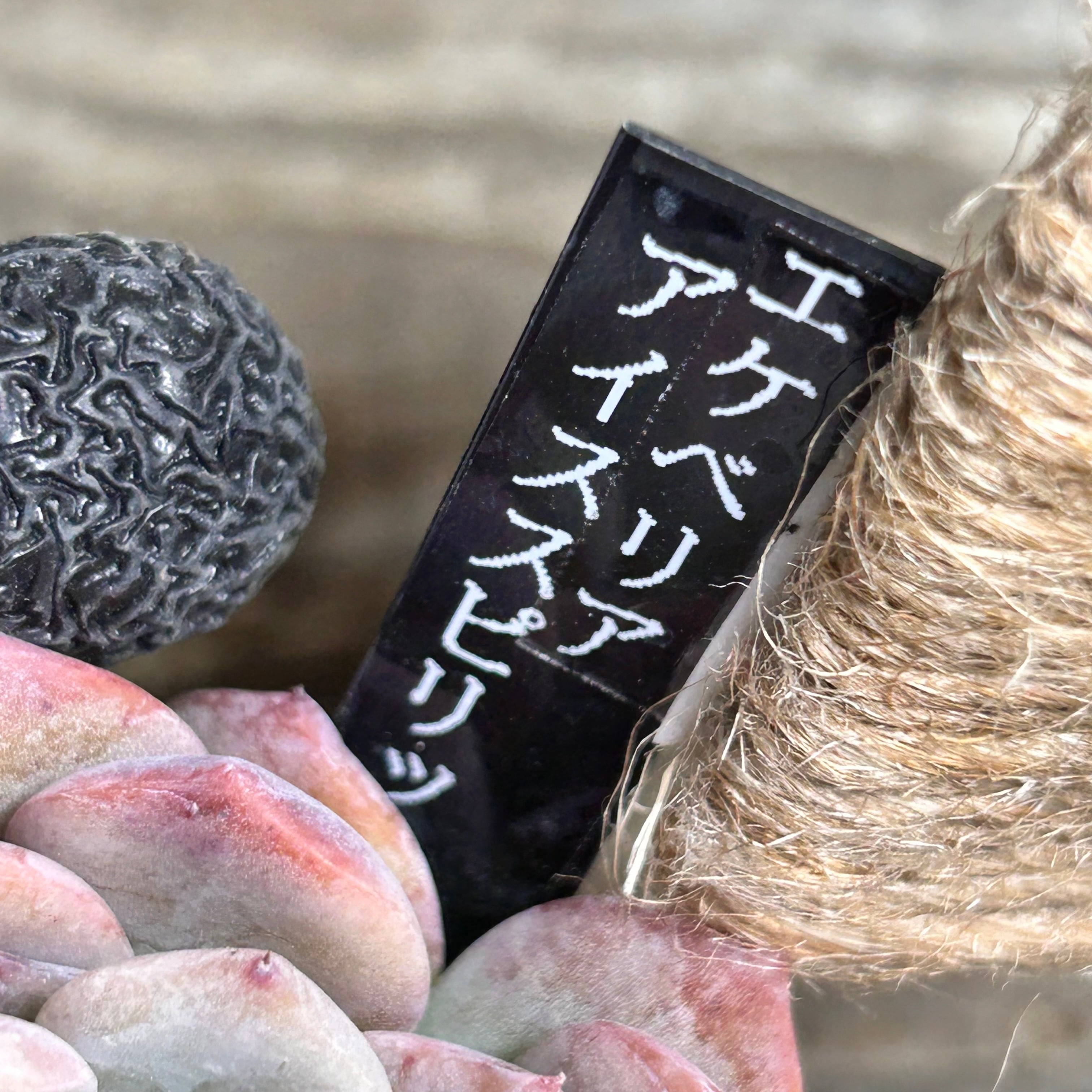 アイススピリット(エケベリア) | RuPo 多肉植物専門店