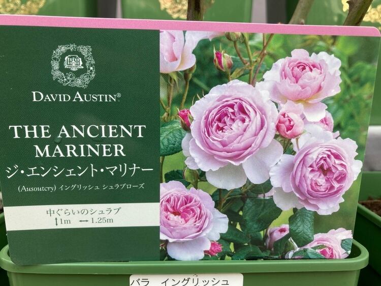 バラ苗 | 日本ライン花木センター