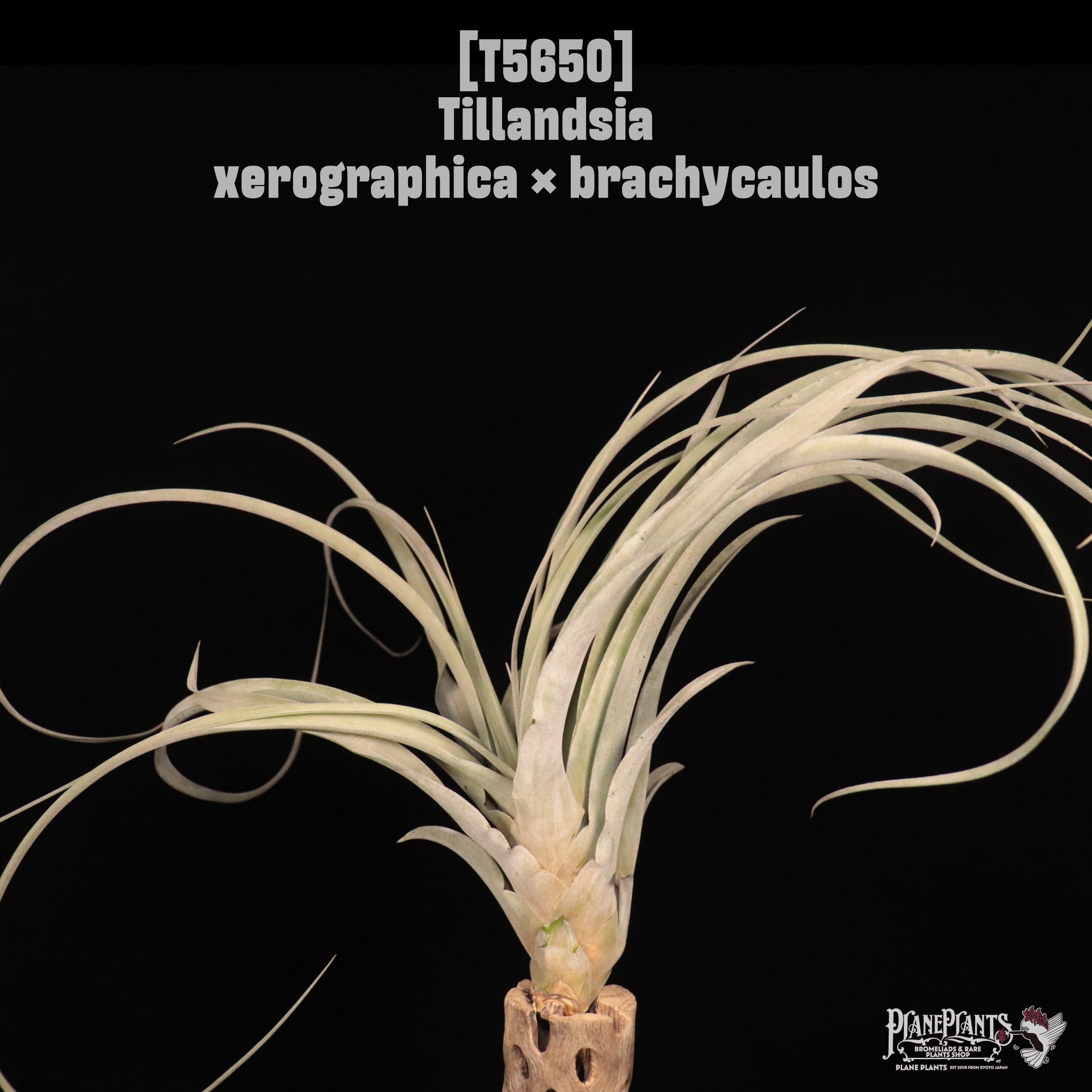 【送料無料】xerographica × brachycaulos〔エアプランツ〕現品発送T5650