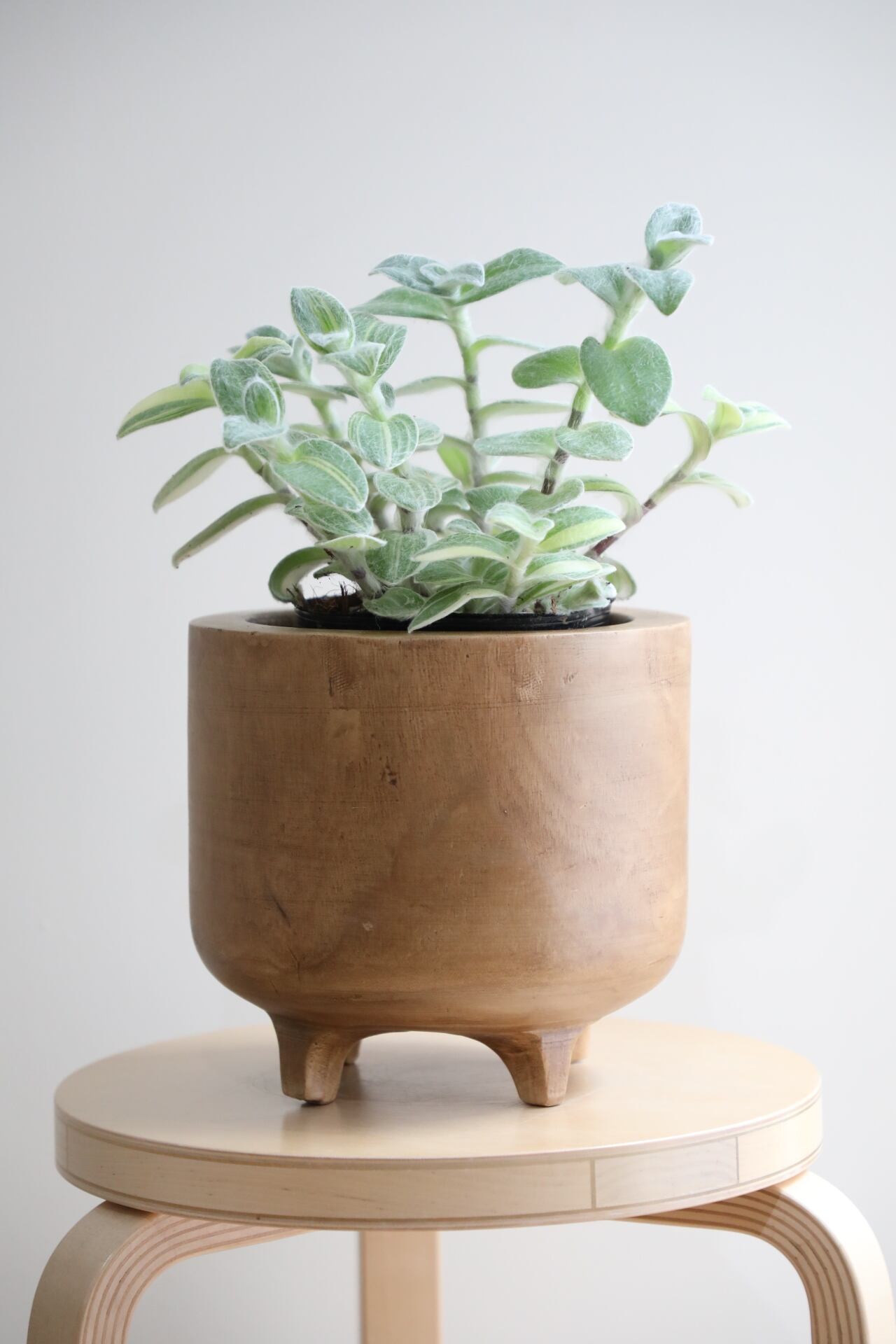 M】【希少】フィロデンドロン イエローフレーム/ Philodendron