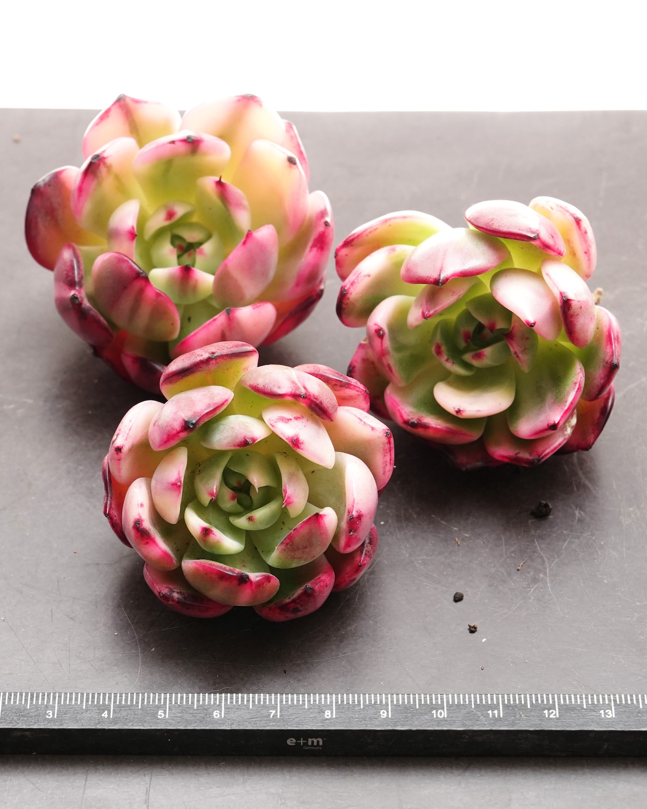 フラメンコ錦 Echeveria 'Flamenco Variegated'