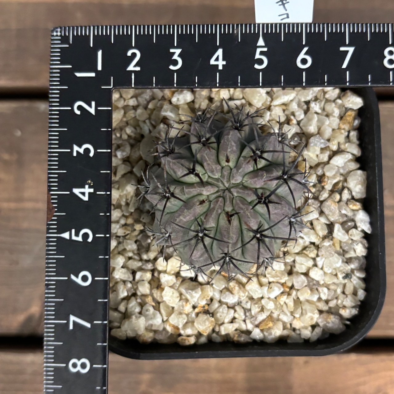 サボテン　ネオポルテリア　パウキコスタータ【1099】