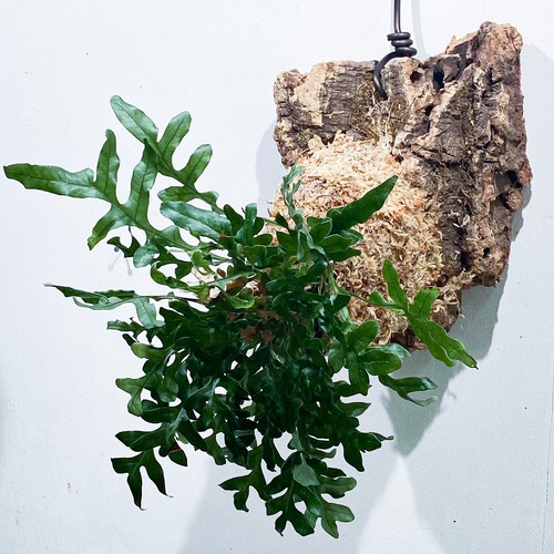ドリナリア・クエルシフォリア Drynaria quercifolia ドリナリア・クエルシフォリア Drynaria quercifolia