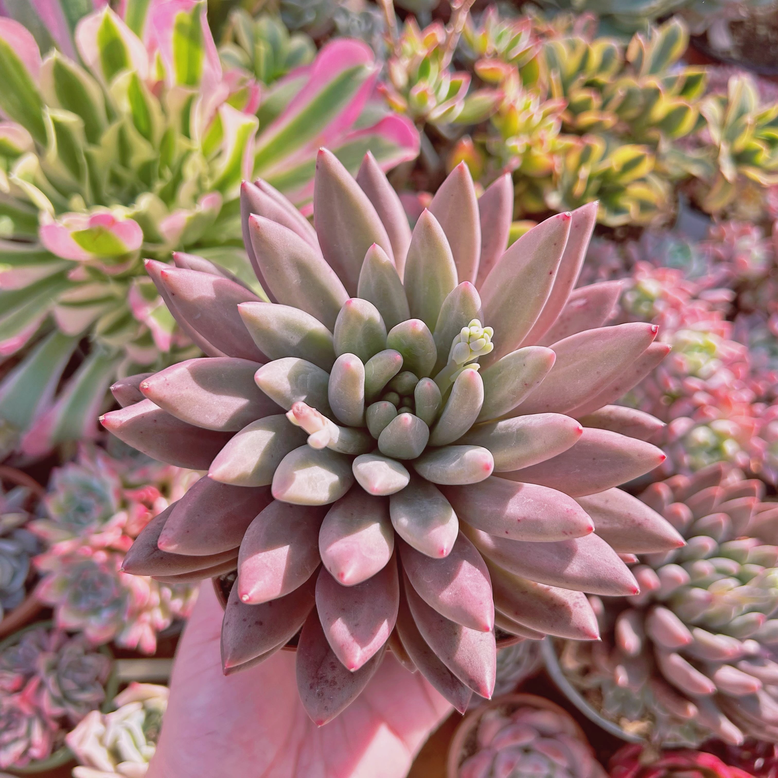 現物　多肉植物　紅トンボ　特大　直径約12cm