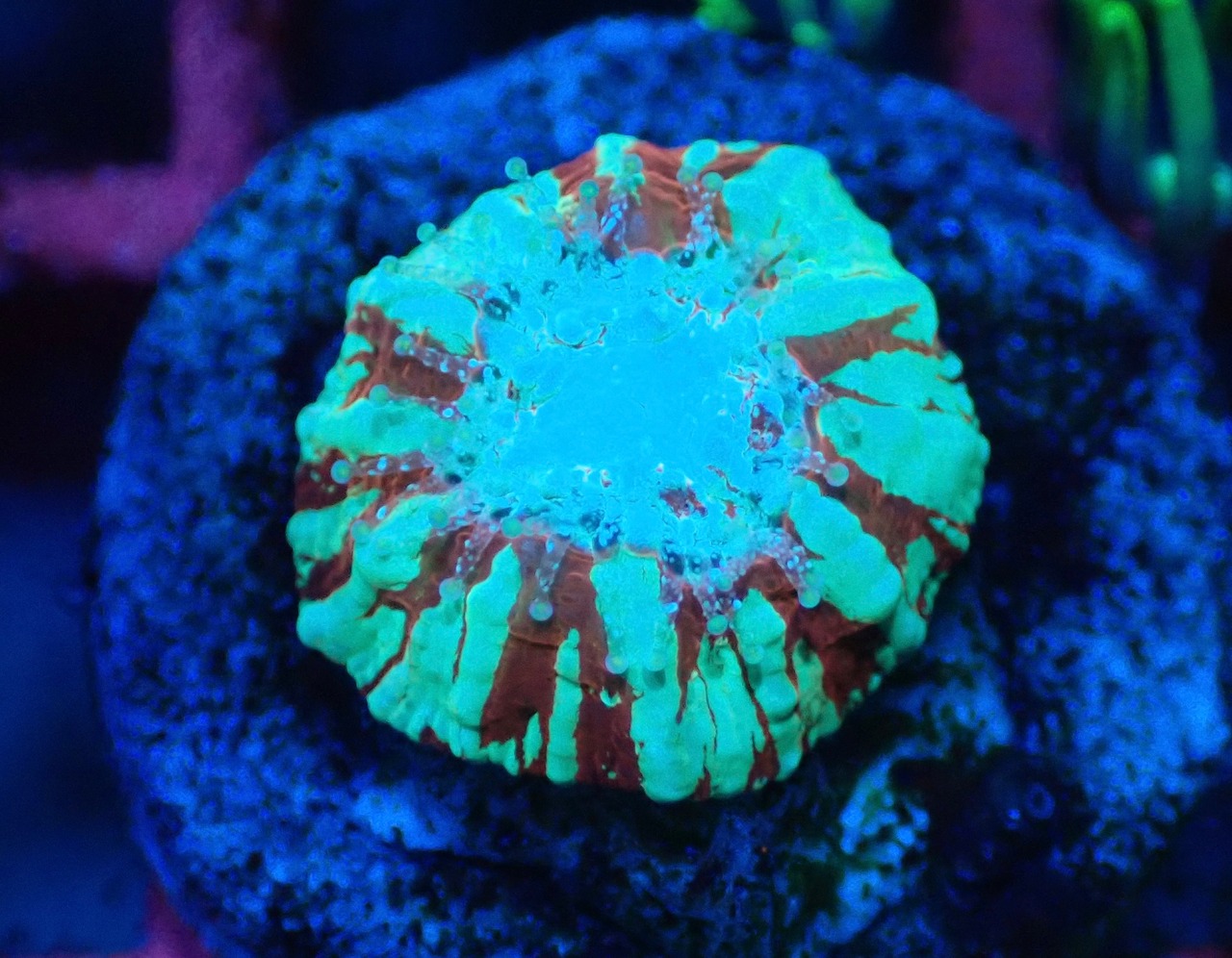 Scolymia Baby "HiendUltra" 2