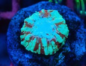 Scolymia Baby "HiendUltra" 2