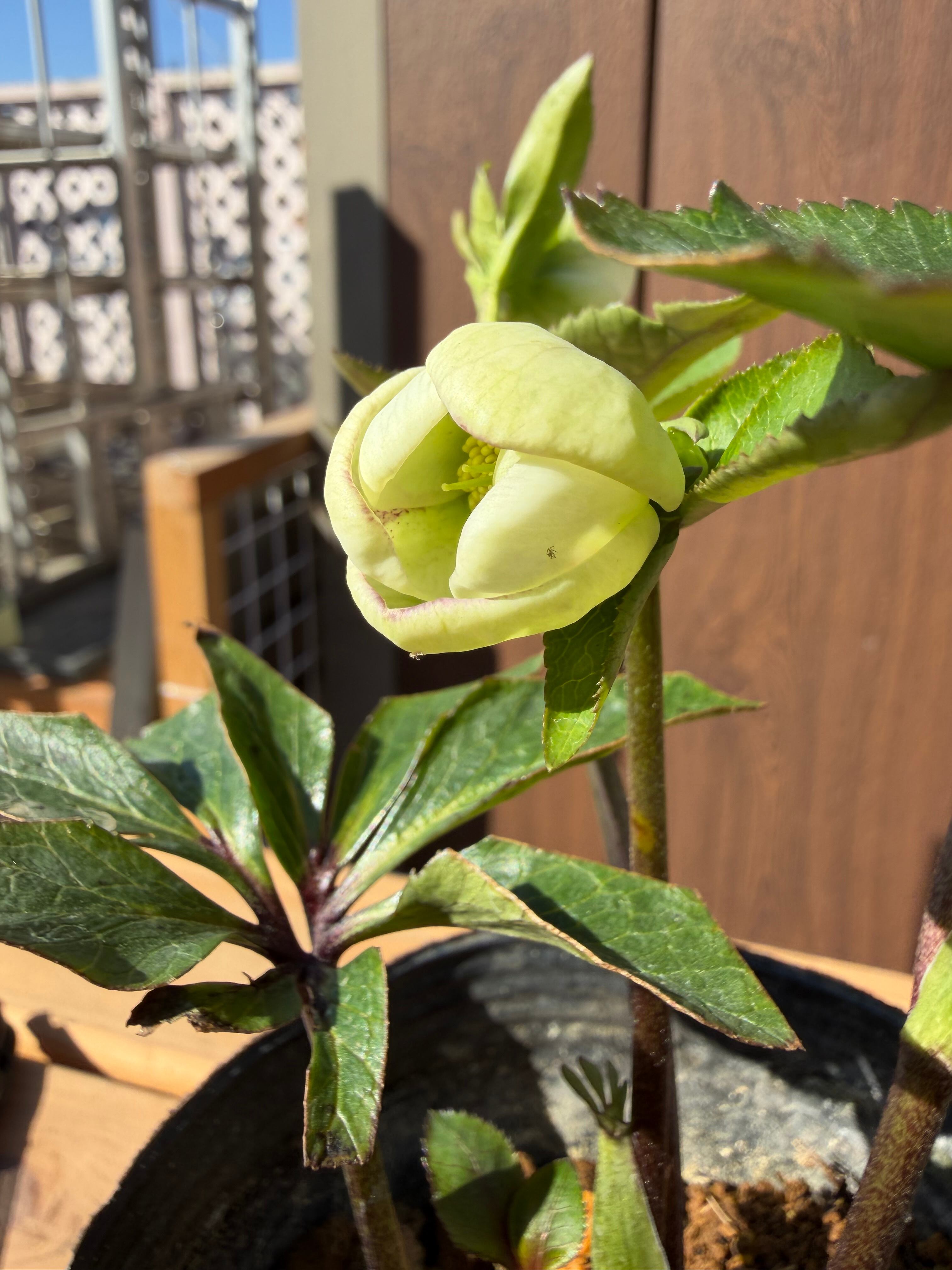 デュメhyb. 大木ナーサリー クリスマスローズ【Og17】送料無料