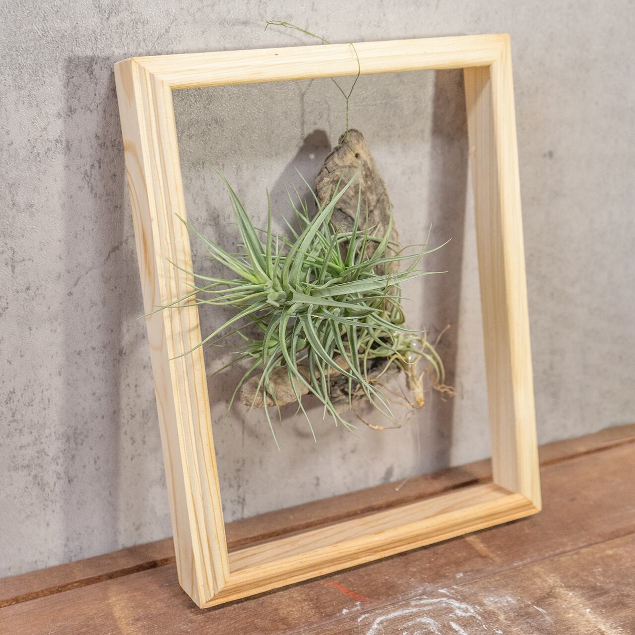 株を厳選!ティランジア・ベルゲリ 丈夫で育てやすいエアプランツ 流木着生フレーム 壁掛け 窓辺やリビングのディスプレイに最適