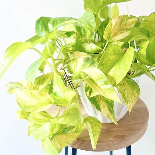 最新品種 ポトス テルノマドンナ 観葉植物 calm cafe