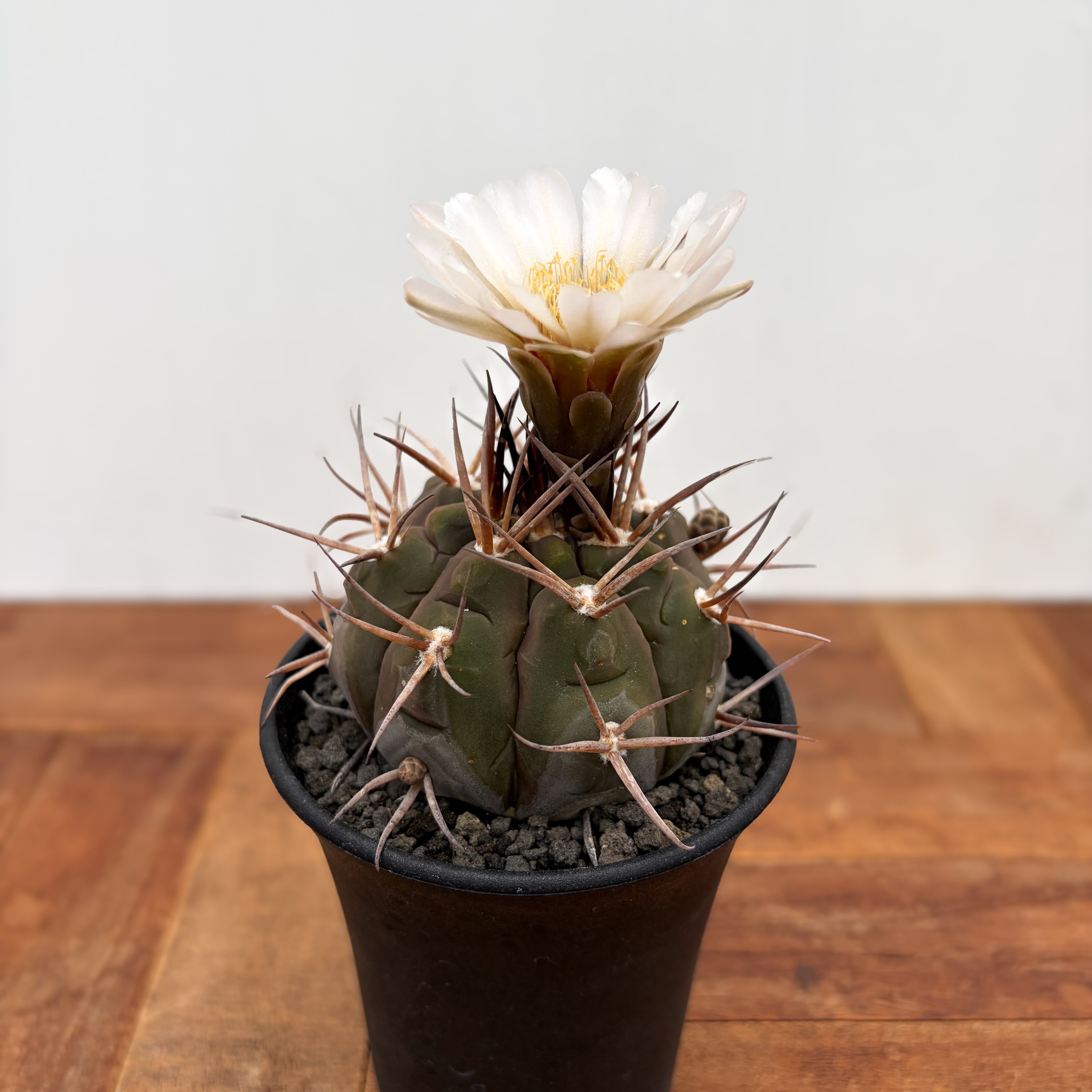 イモリウム　カマロ Gymnocalycium mazanense【ギムノカリキウム・守金魔天竜】 | RIMO'S
