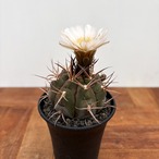 Gymnocalycium mazanense【ギムノカリキウム・守金魔天竜】