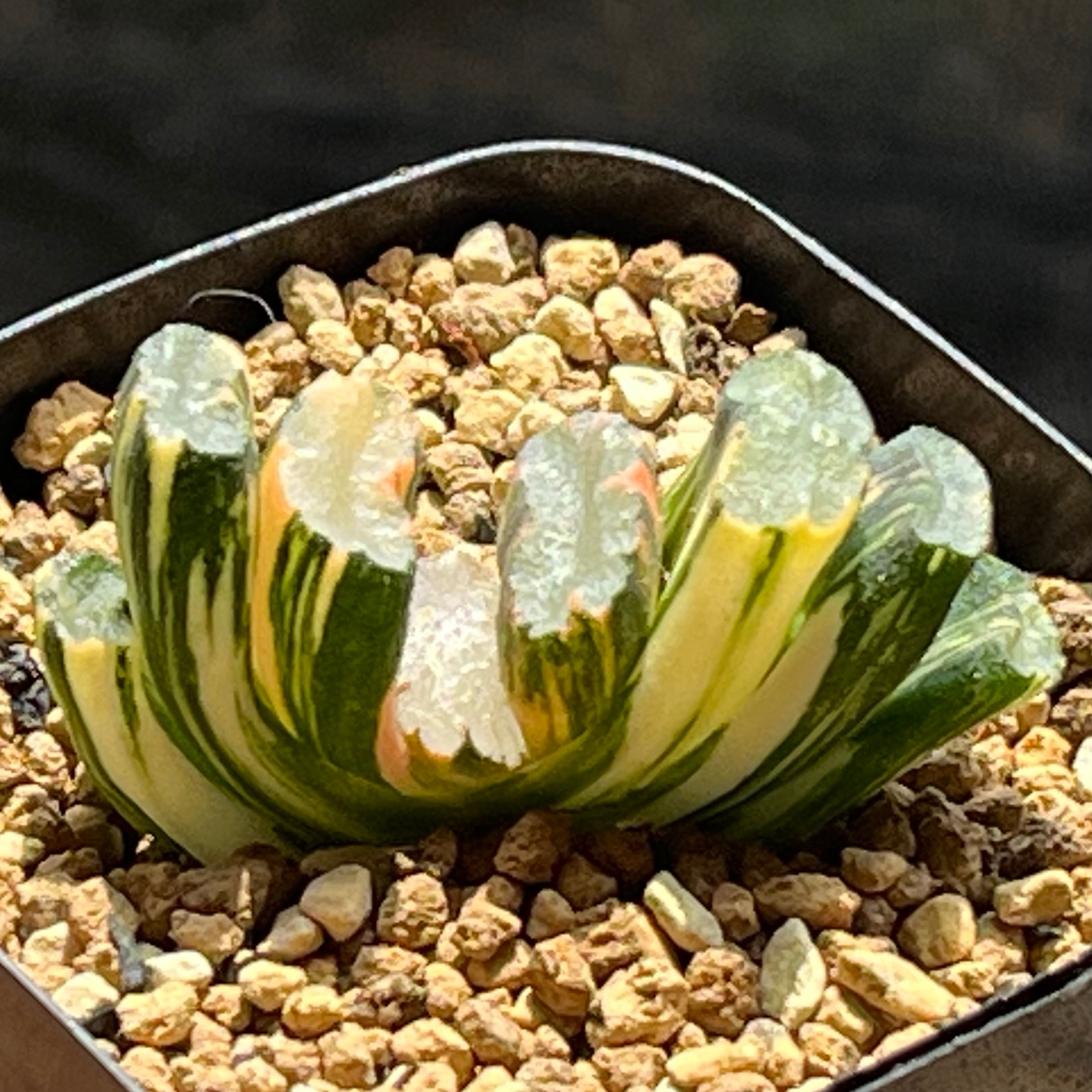 ハオルチア 玉潭寿錦 | mocono_plants