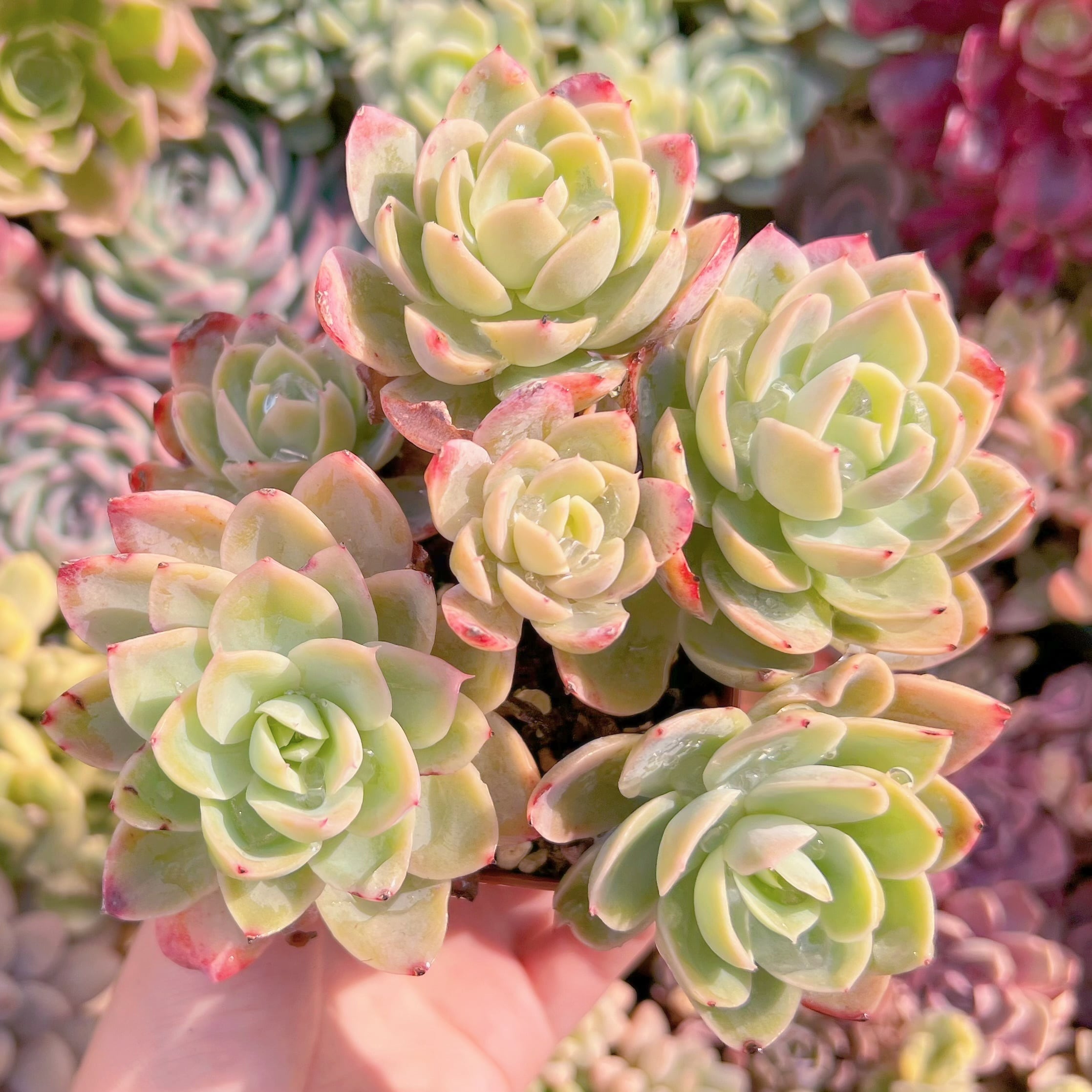 現物　silkveli#A28　大苗　抜き苗　るる農園