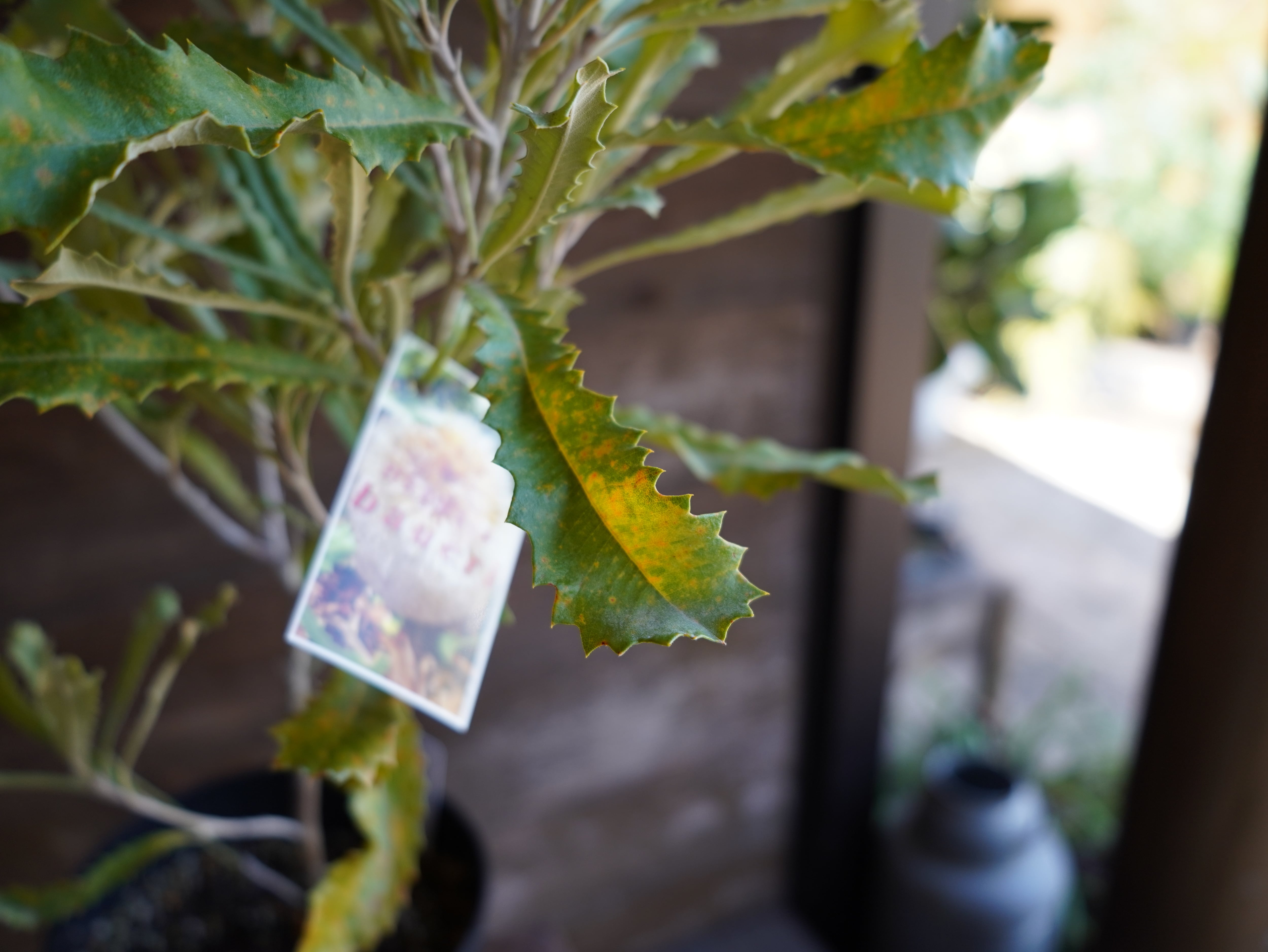 【現物】バンクシア ”バウエリ” A