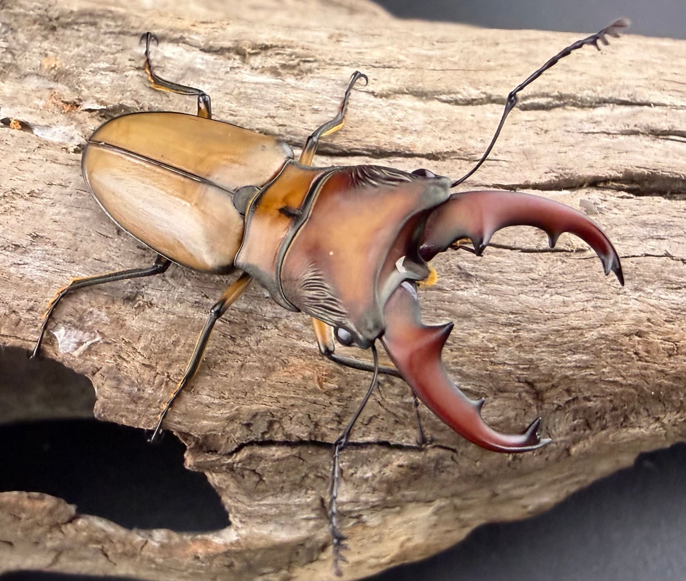 美麗】《メタリフェルホソアカ 84mm ペア》わたくわ氏ブリード個体