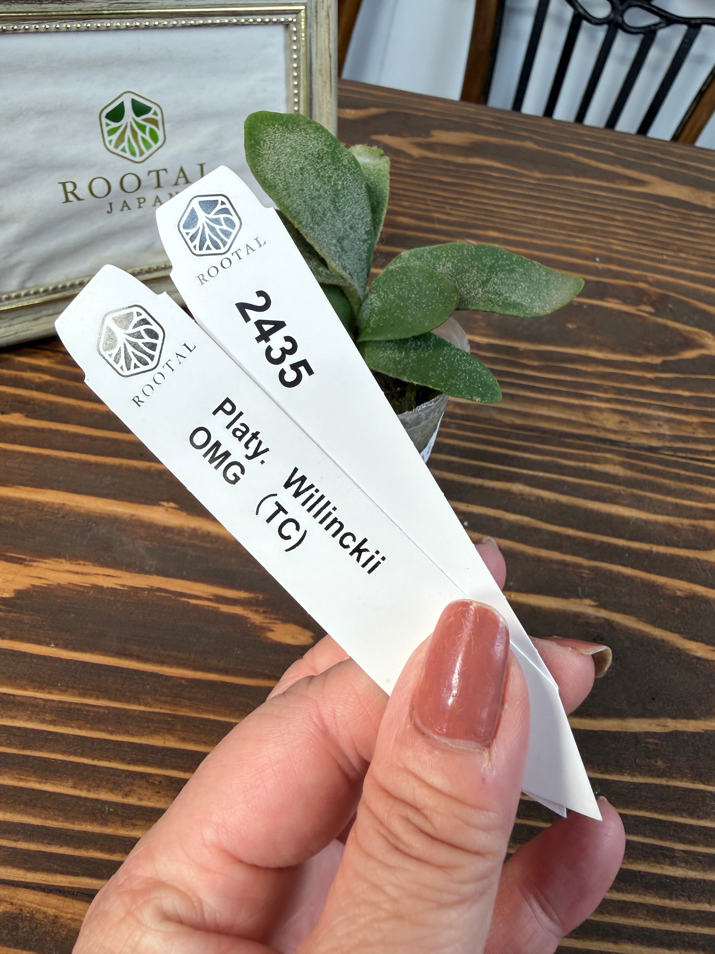 ★2435【驚嘆の造形美、OMGの名にふさわしく】ビカクシダ ウィリンキーOMG TC(2号ポット)