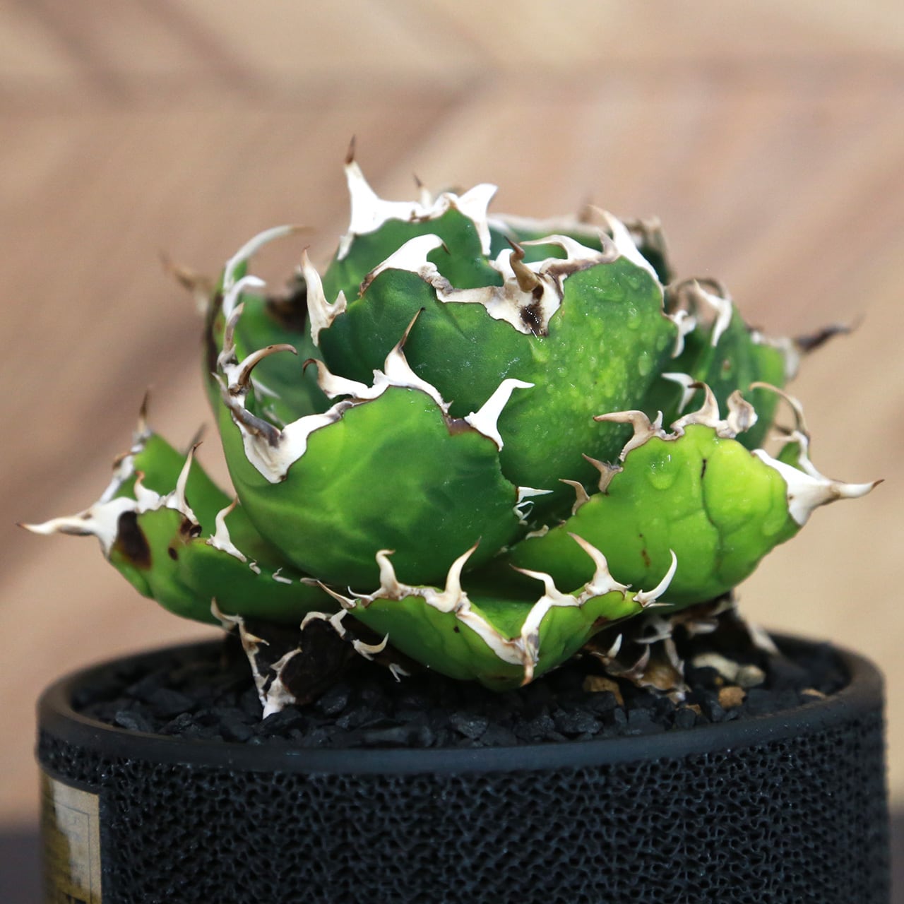 球形❗️美株❗️アガベ　チタノタ　白鯨　鉢ごと 美株❗️アガベ チタノタ 白鯨 鉢ごと 【18】 アガベ チタノタ