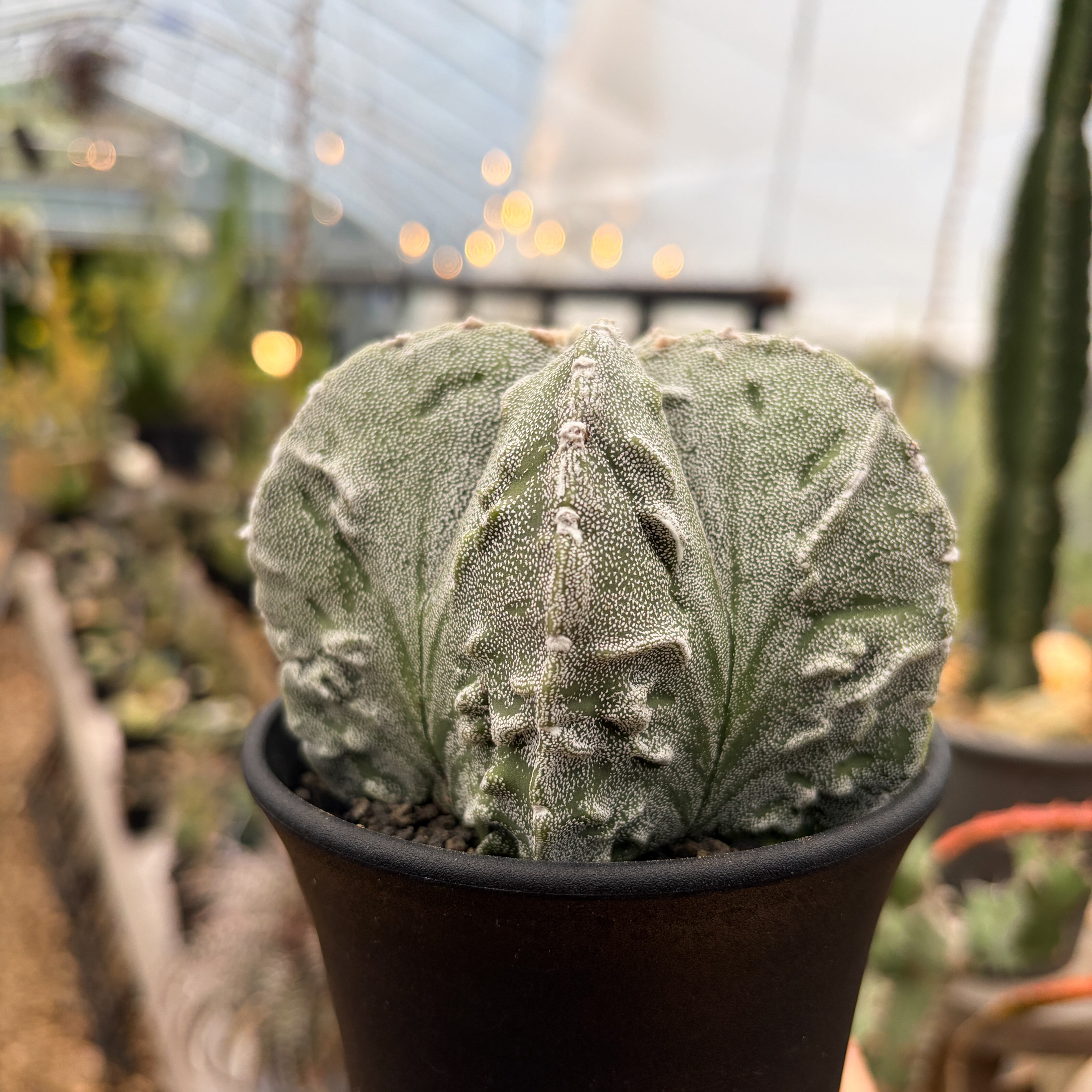Astrophytum myriostigma 【アストロフィツム・特良複隆ランポー玉