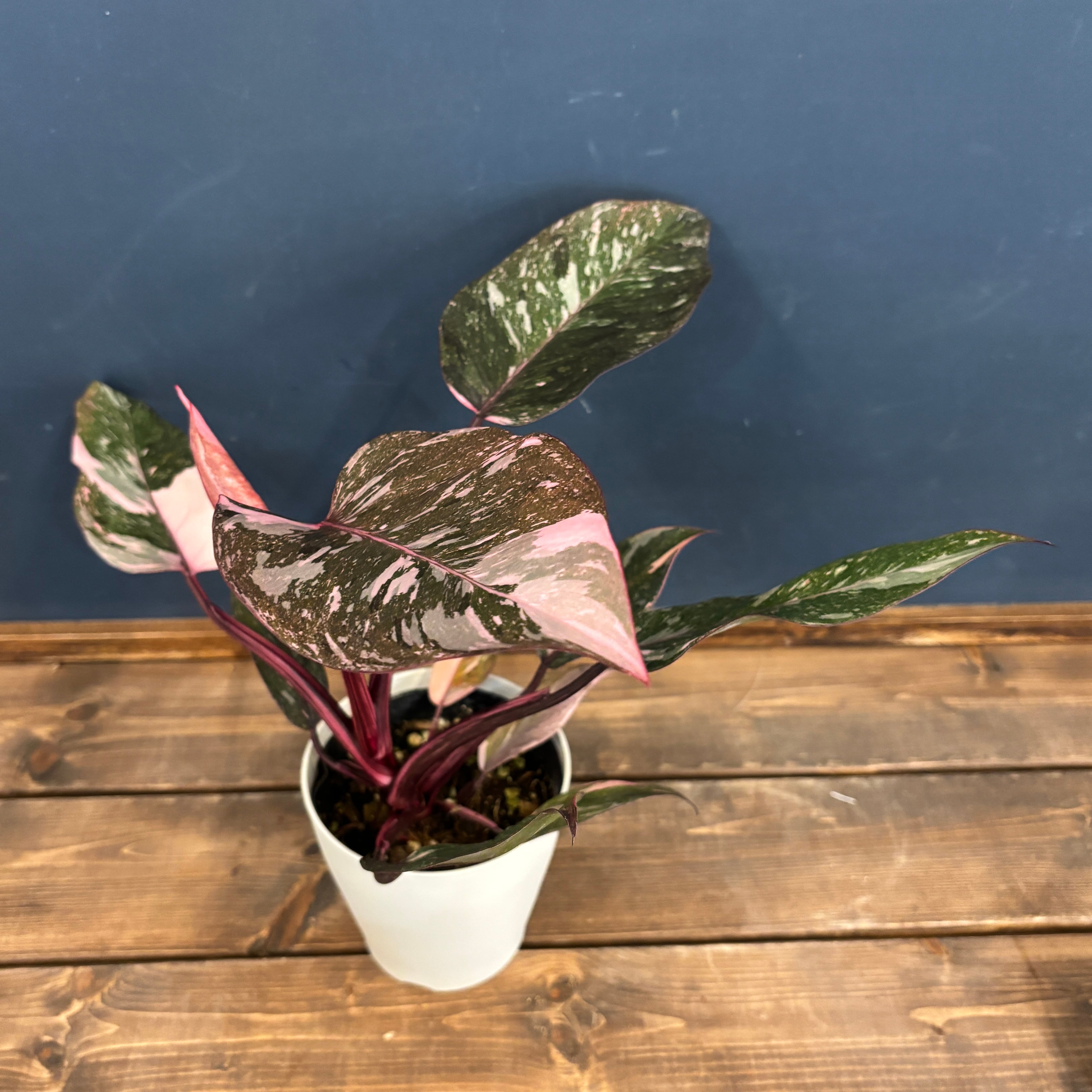 【大株】フィロデンドロン ピンク ギャラクシー 希少 斑入り 大きめ フィロデンドロン ピンクプリンセス ギャラクシー | GREEN LUCK