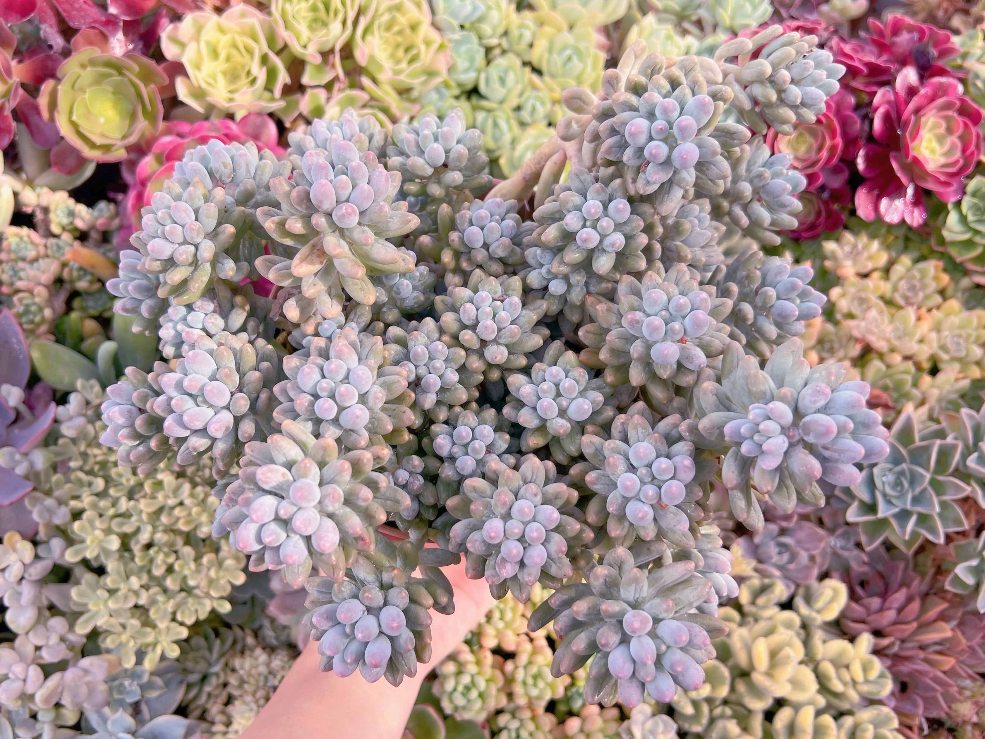 現品　ベビーフィンガー#221　大群生　るる農園