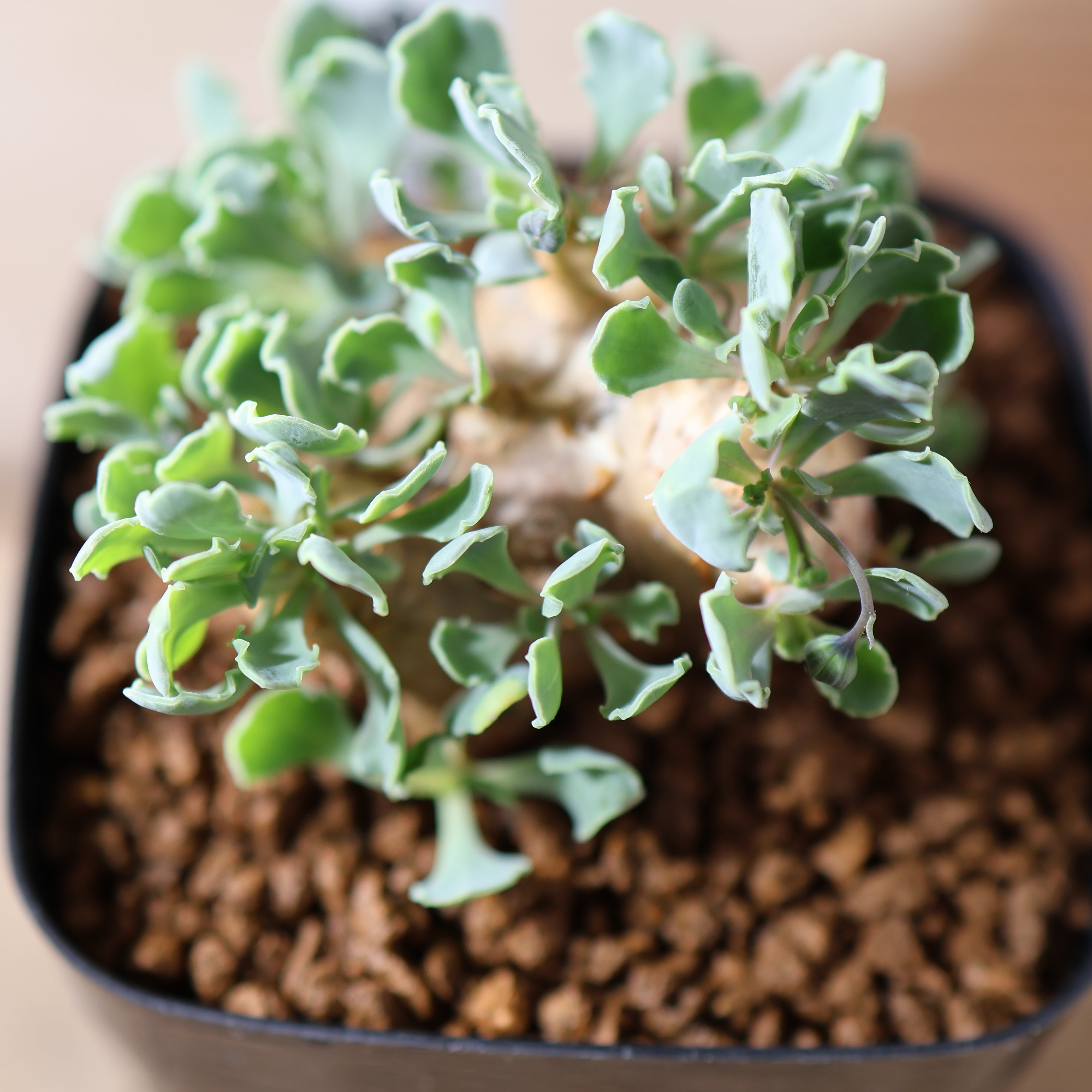 504『オトンナ カカリオイデス』 観葉植物【送料無料】 | MARX PLANTS