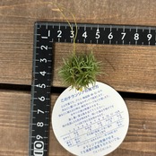 チランジア　アエラントス　テディベア【729】