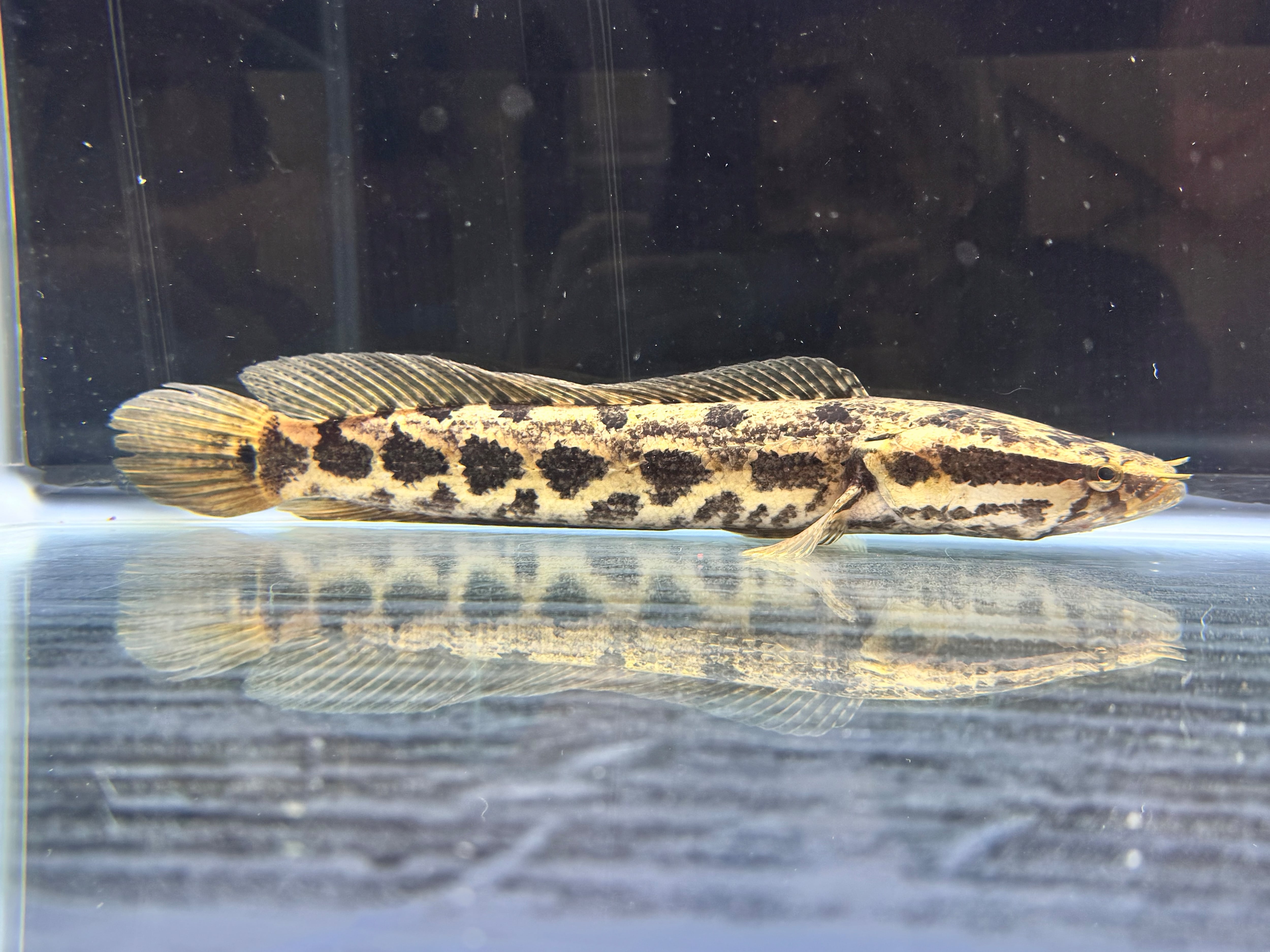 直輸入】アフリカンスネークヘッド30up⑩31cm | AQUASTYLEG