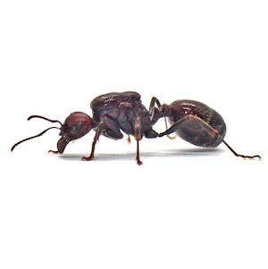 バルバルスクロナガアリ|女王|コロニー|Messor barbarus